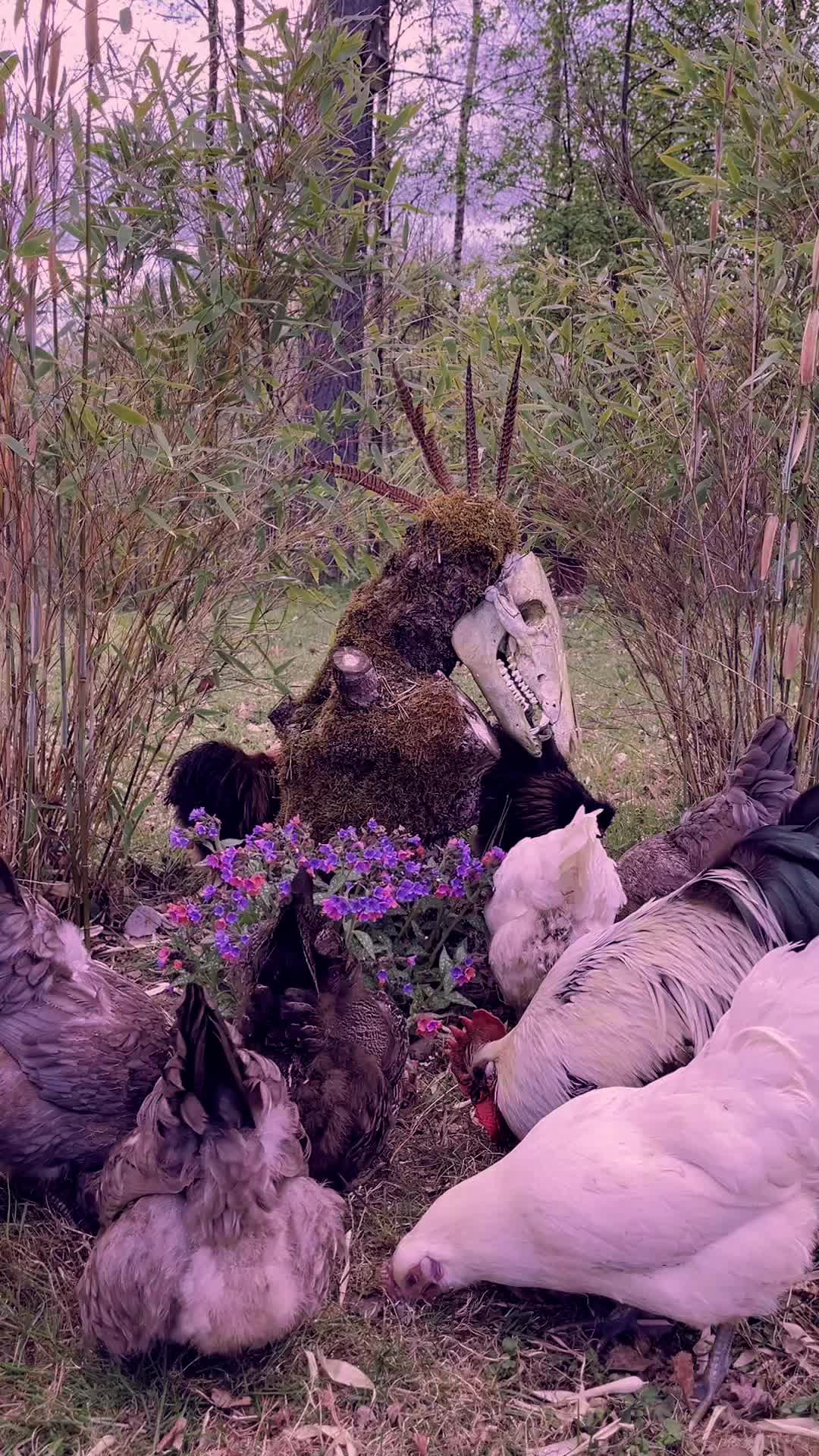 @From the woods