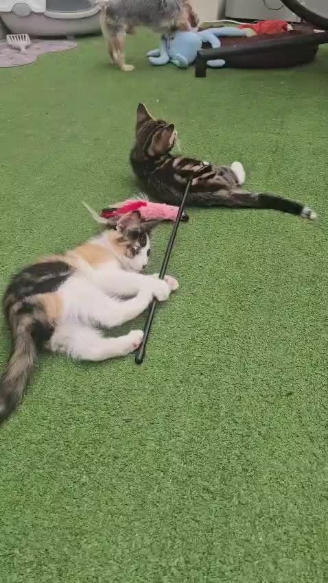 @paws.and.peace