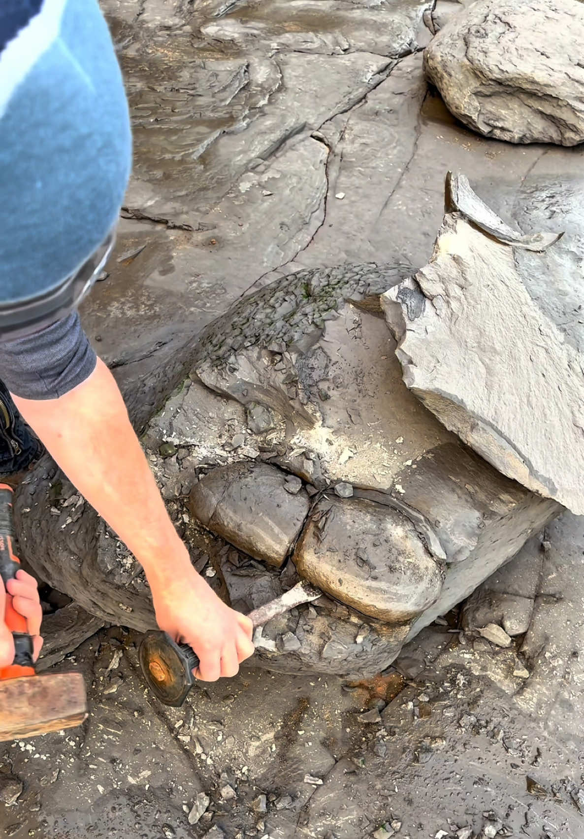 @yorkshire.fossils