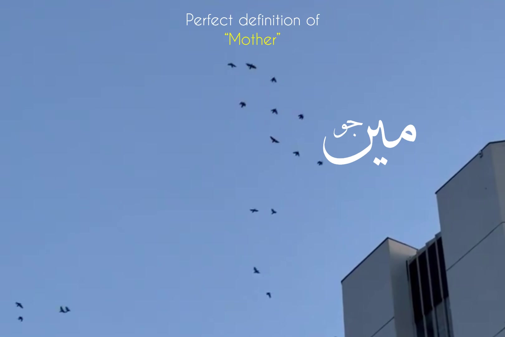 @ʟᴏꜰɪ ᴅʀᴇᴀᴍꜱ