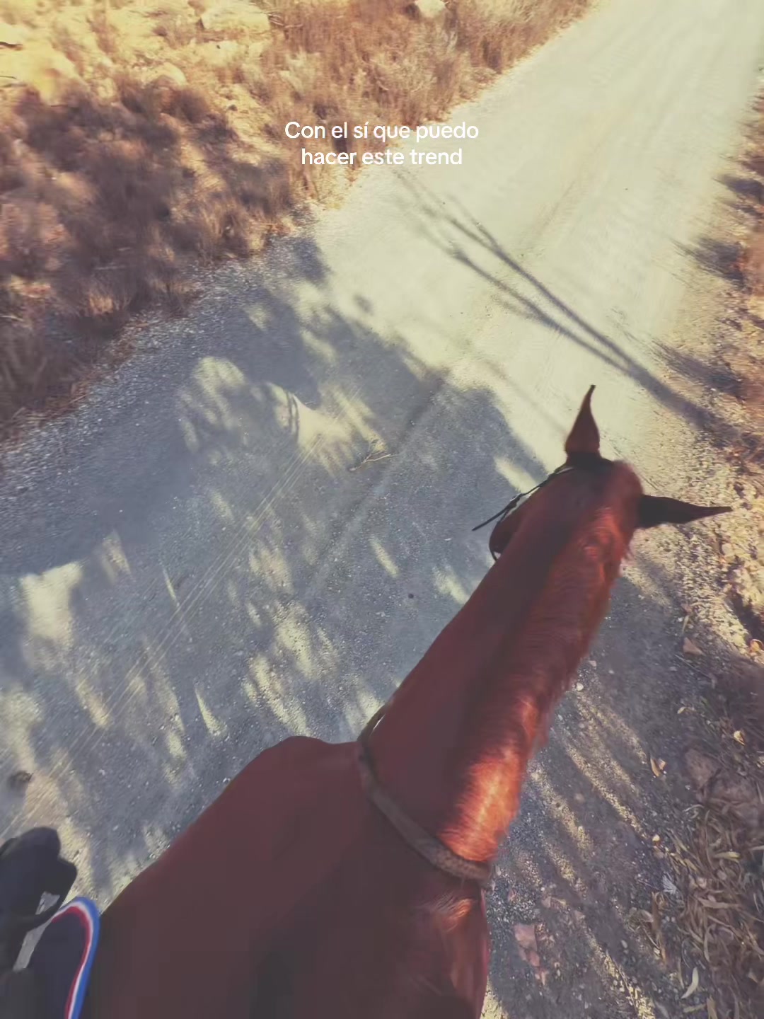@MyHorse