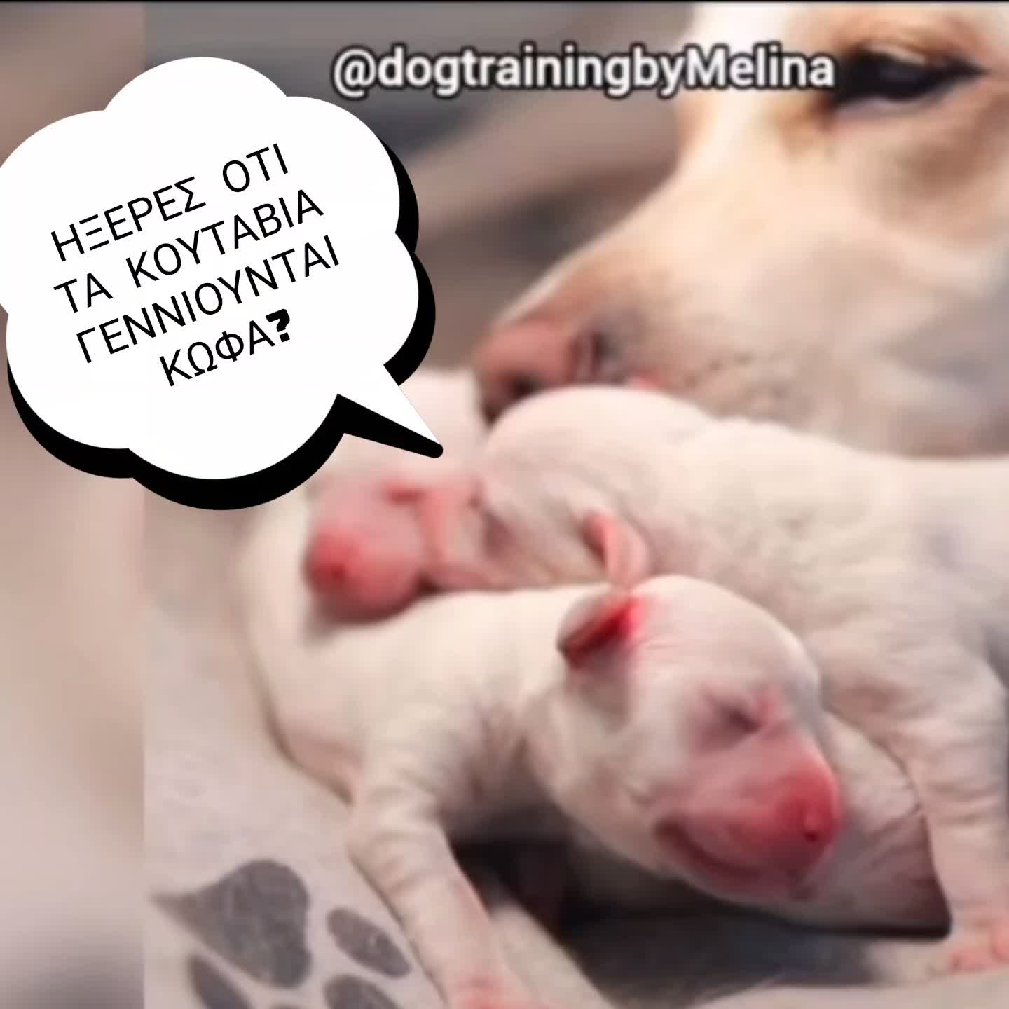 @dogtrainingbymelina