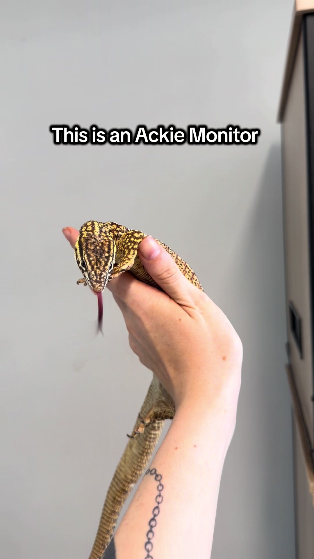 @Reptiles By Post