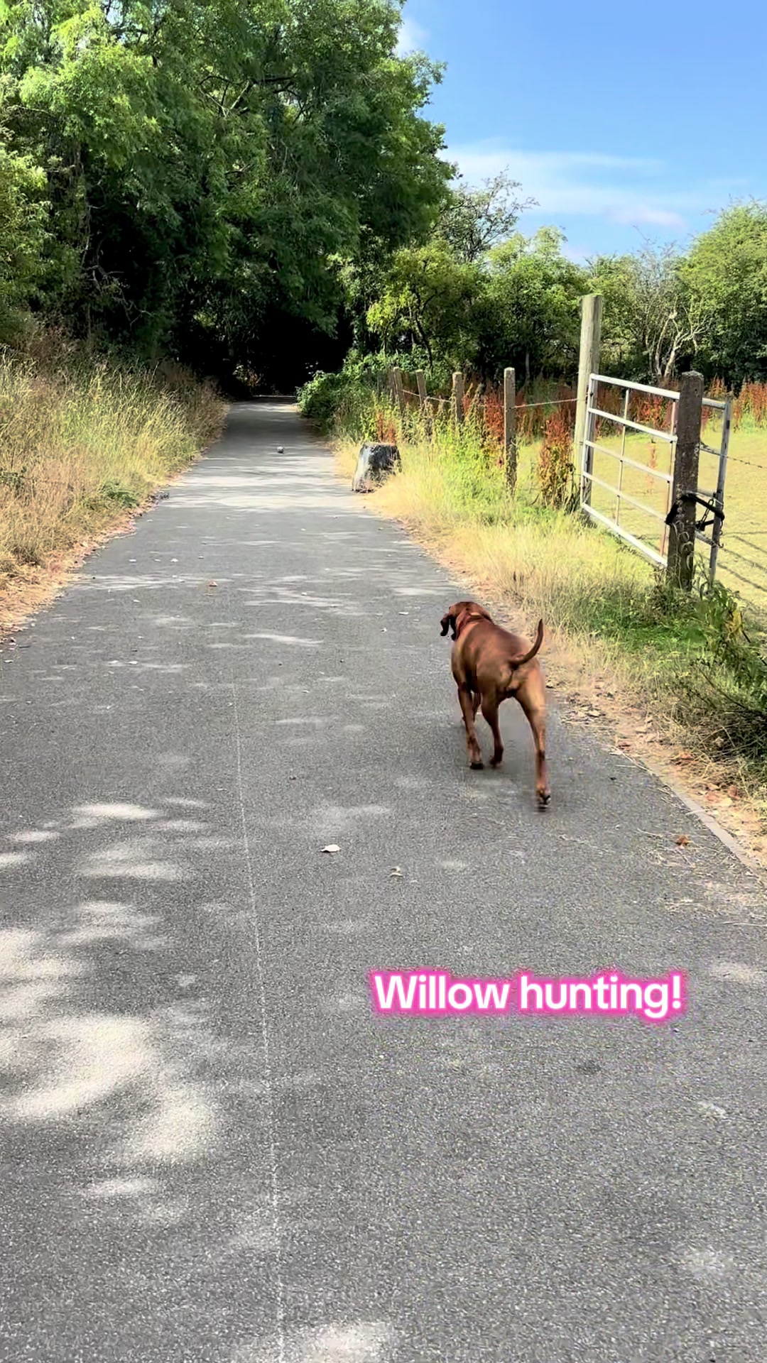 @SazandWillowVizsla