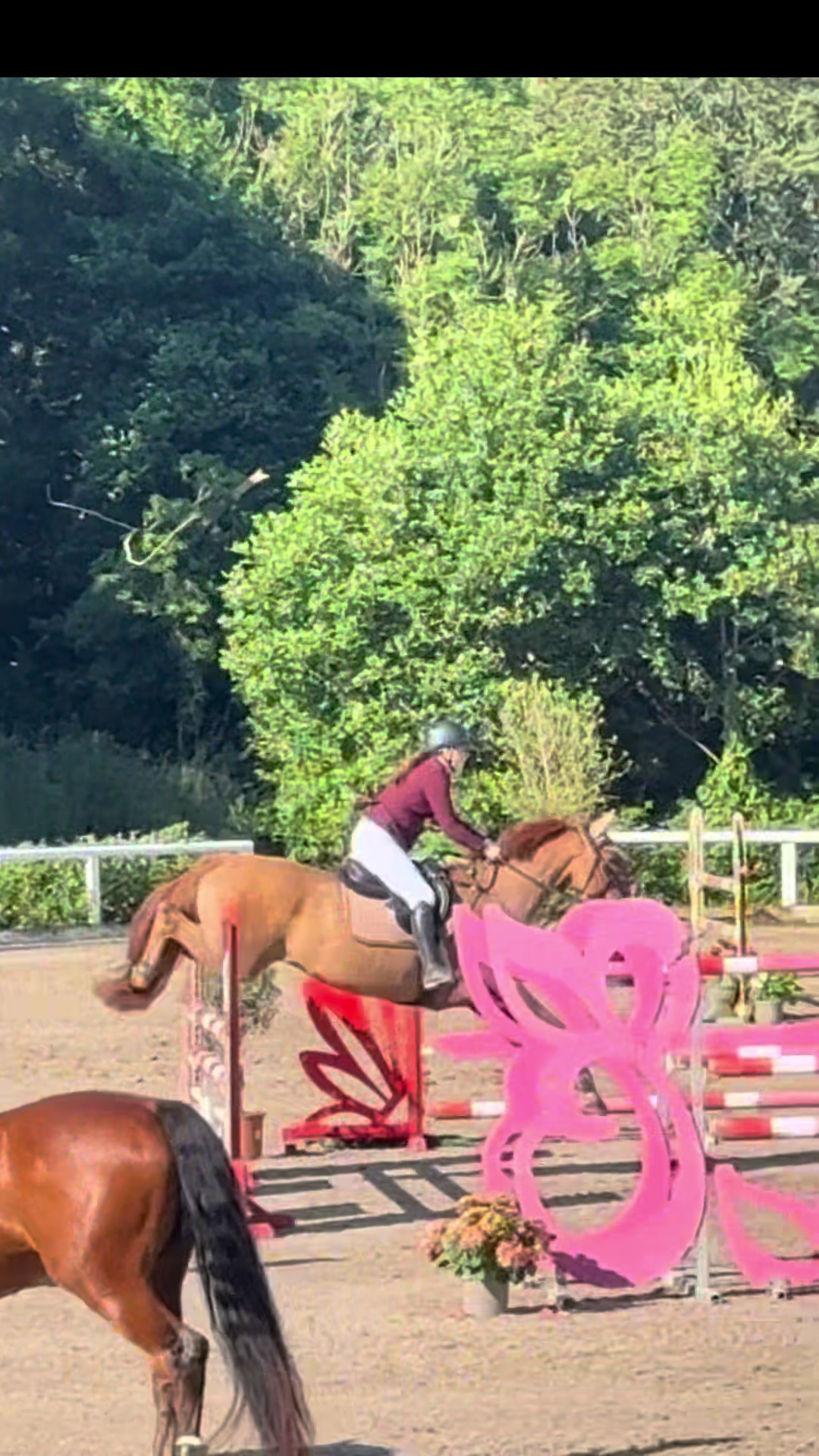 @🤍🐎Eloise🐎🤍