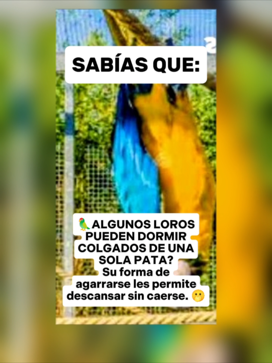 @CLUB DE ANIMALES