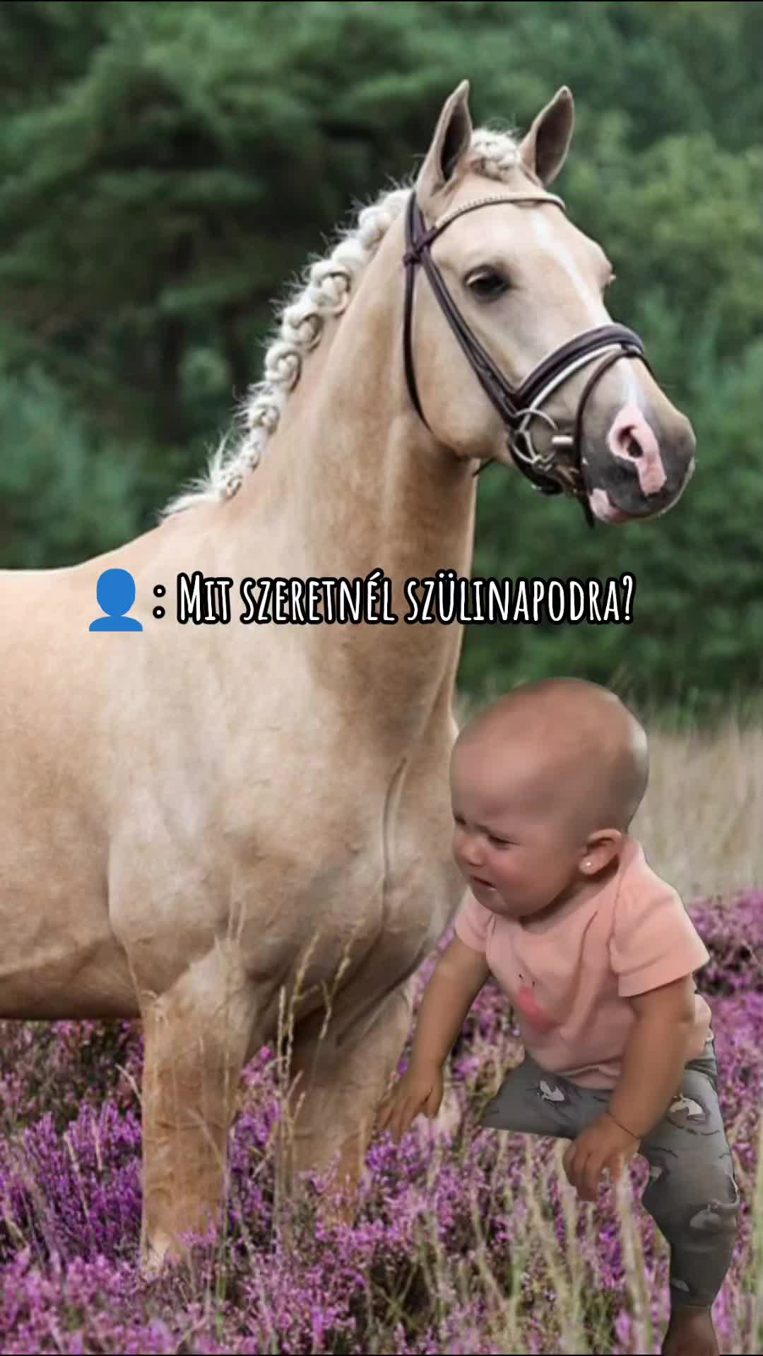 @✨𝓢𝔃𝓪𝓫ó 𝓥𝓲𝓴𝓽ó𝓻𝓲𝓪✨