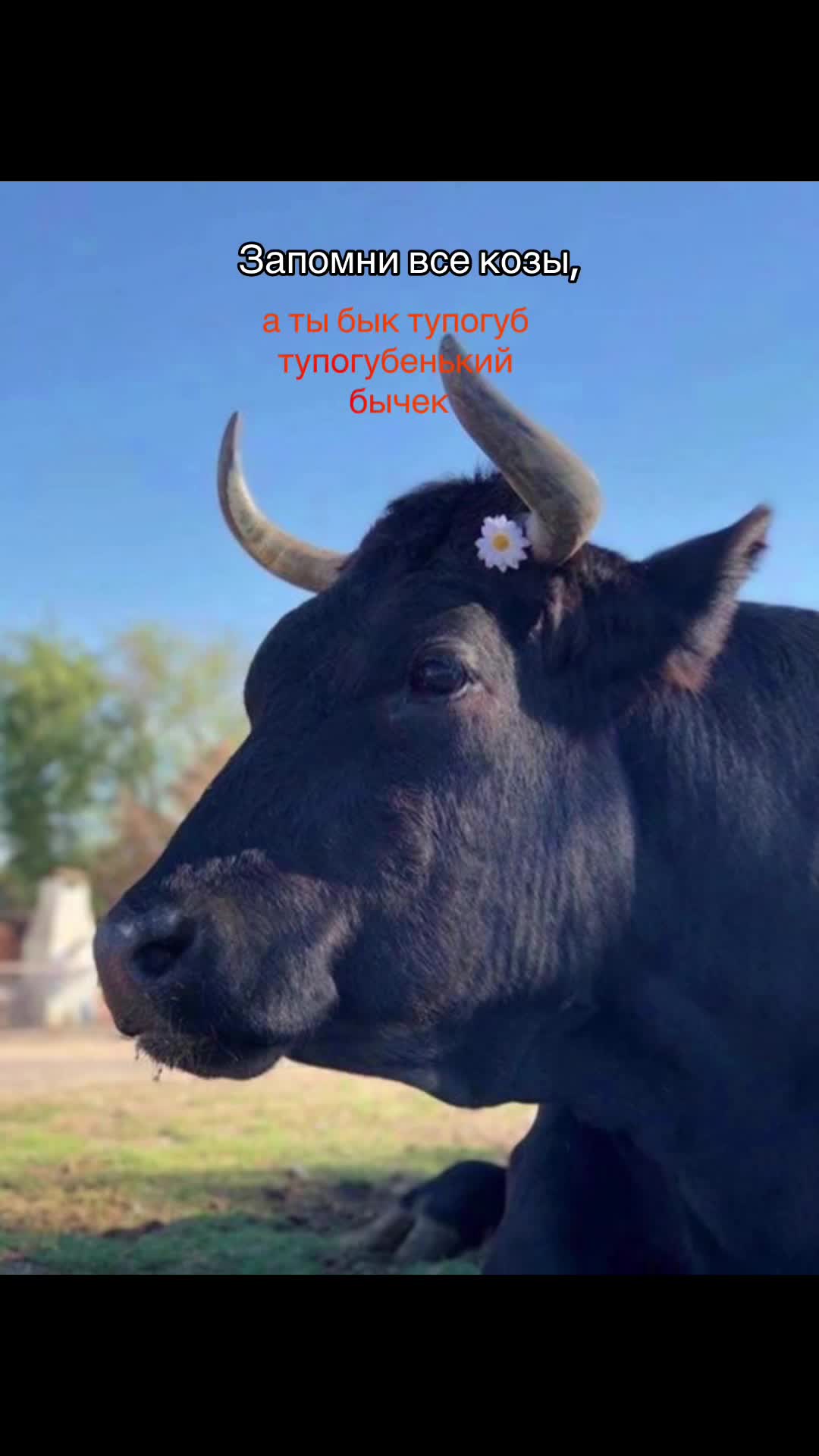 @██████живчик ██████