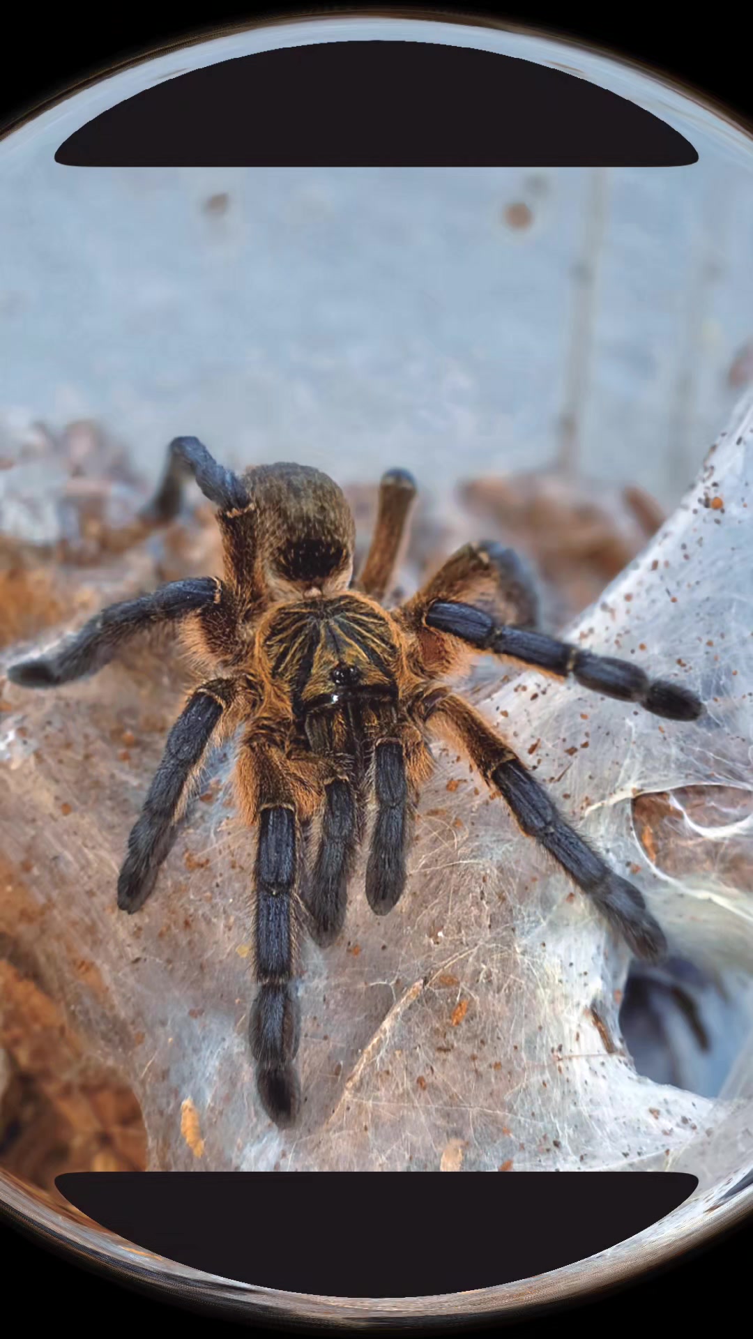@selinas_spiders