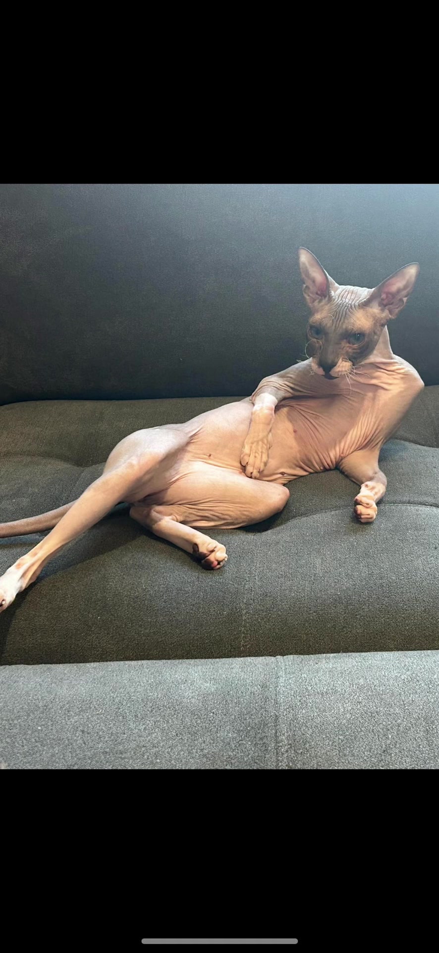 @Sphynxcat