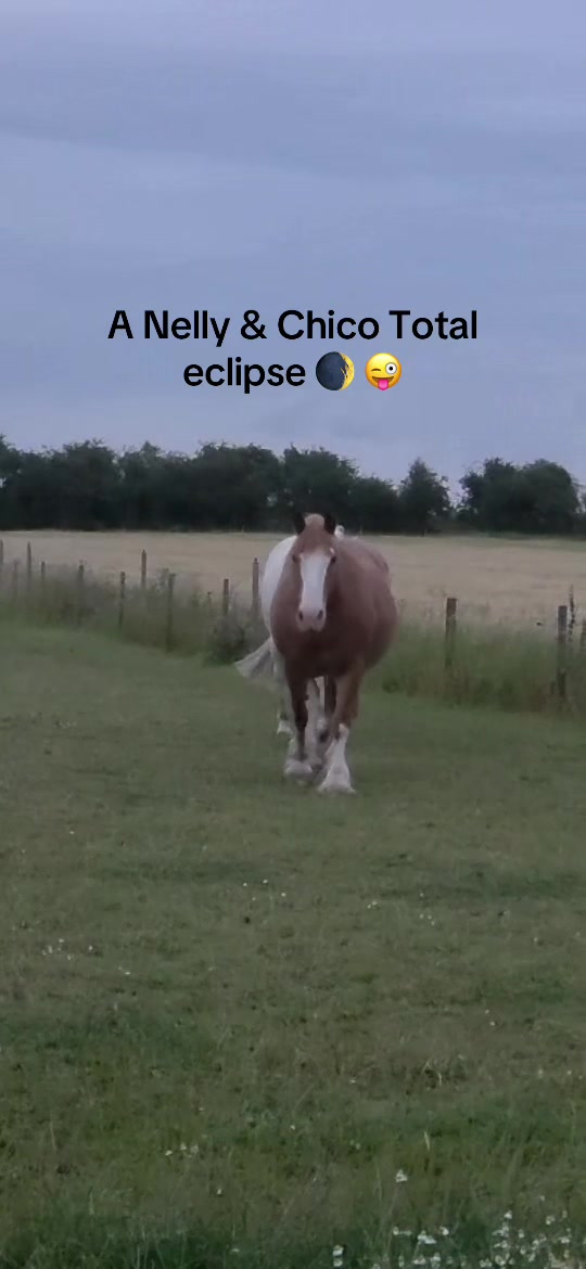 @Peasburyfarmpup