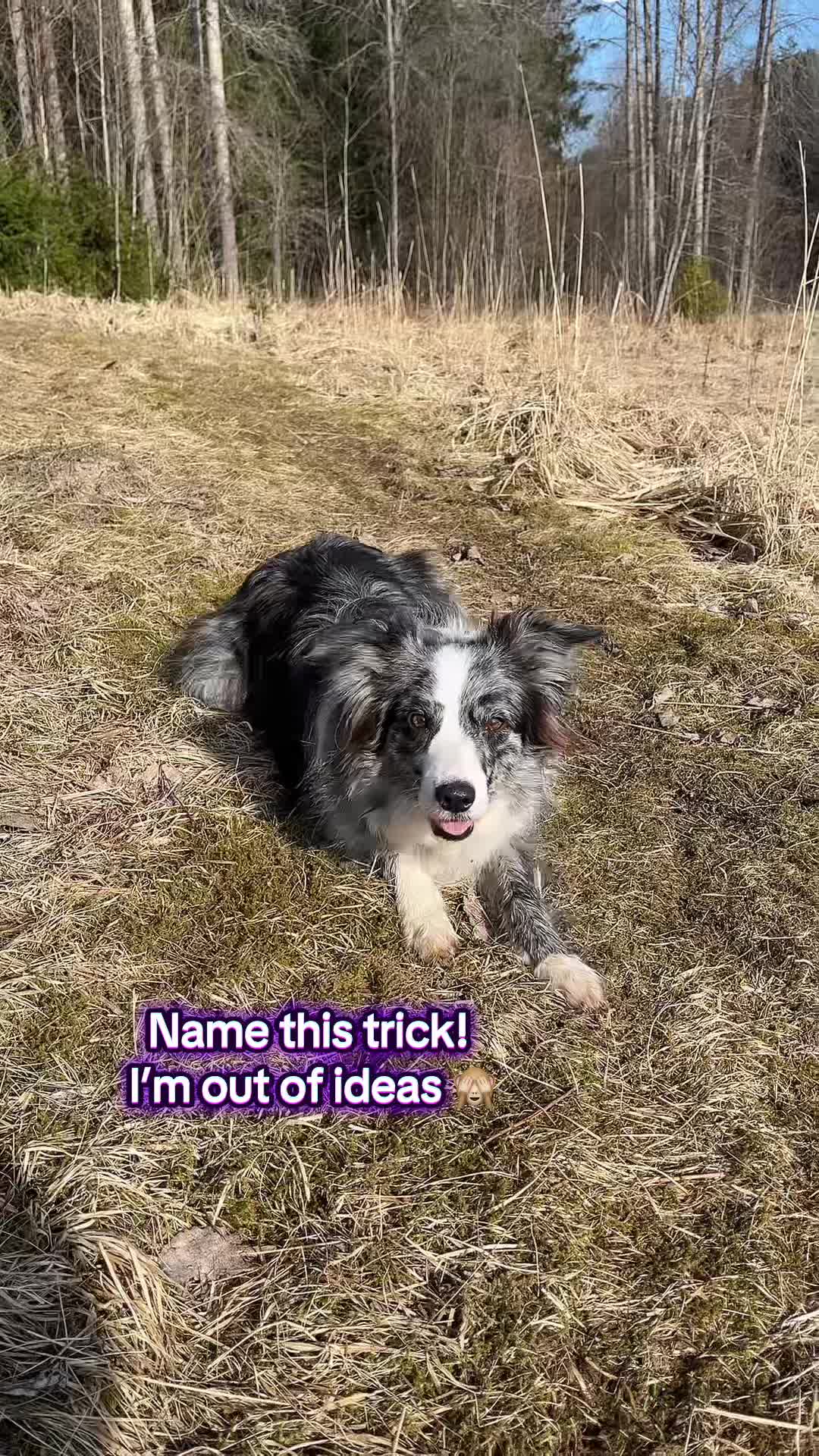 @bordercollieMuse