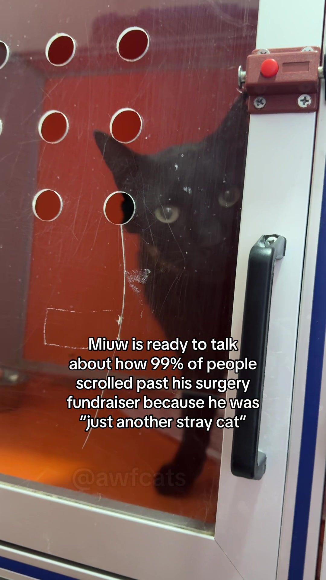 @AWF Cats
