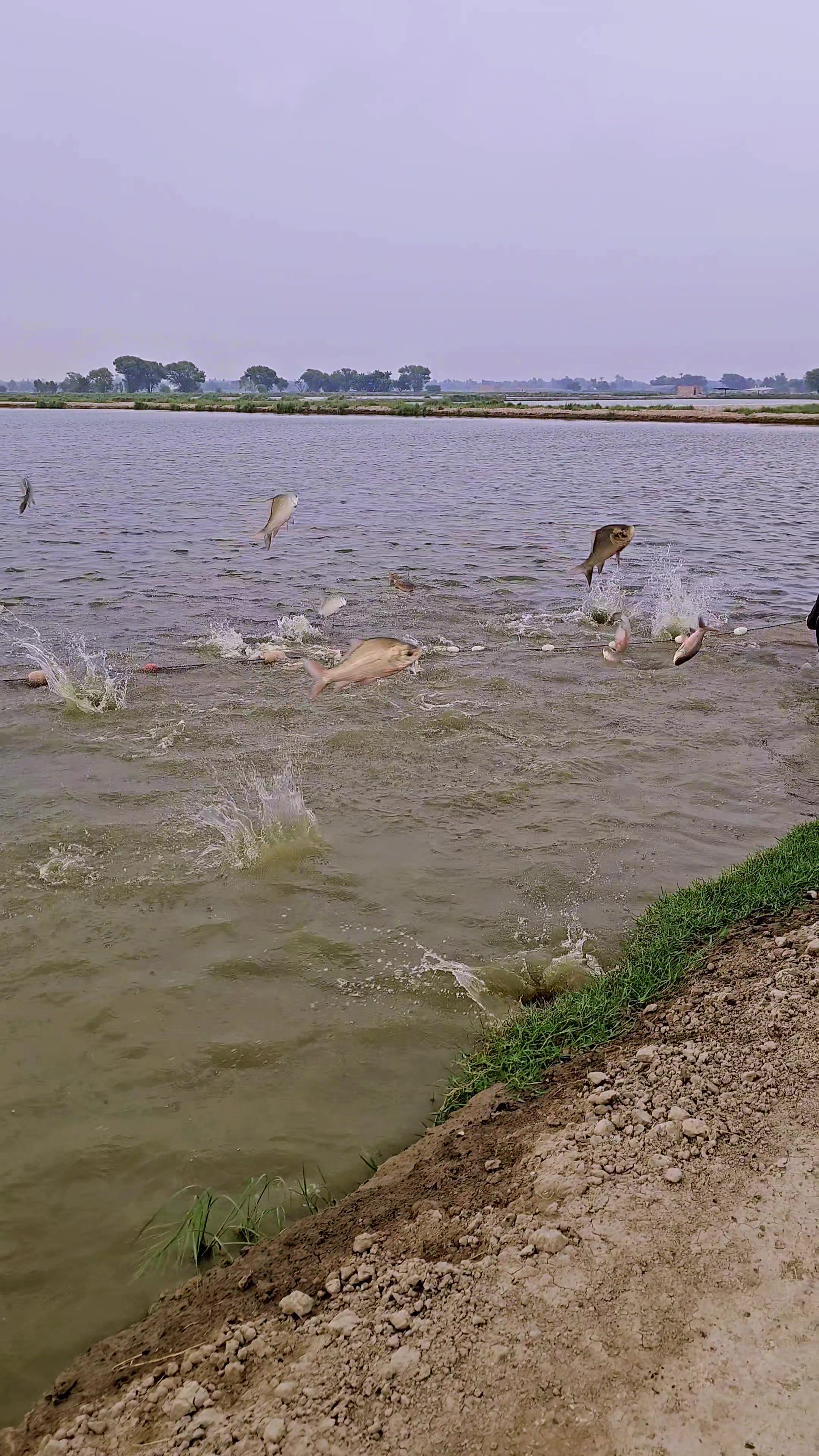 @fish catching video