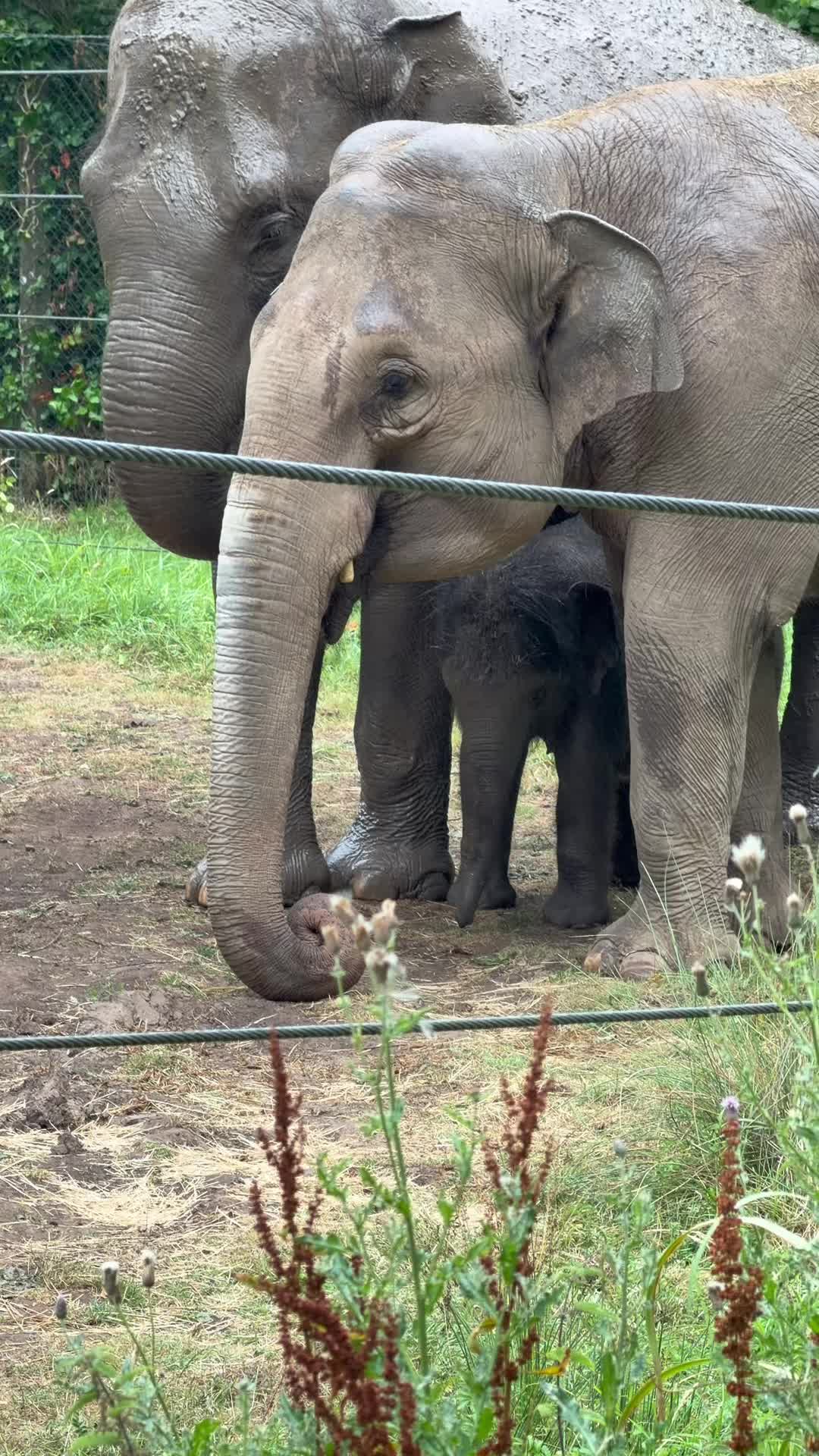 @Animals Travel Adventures