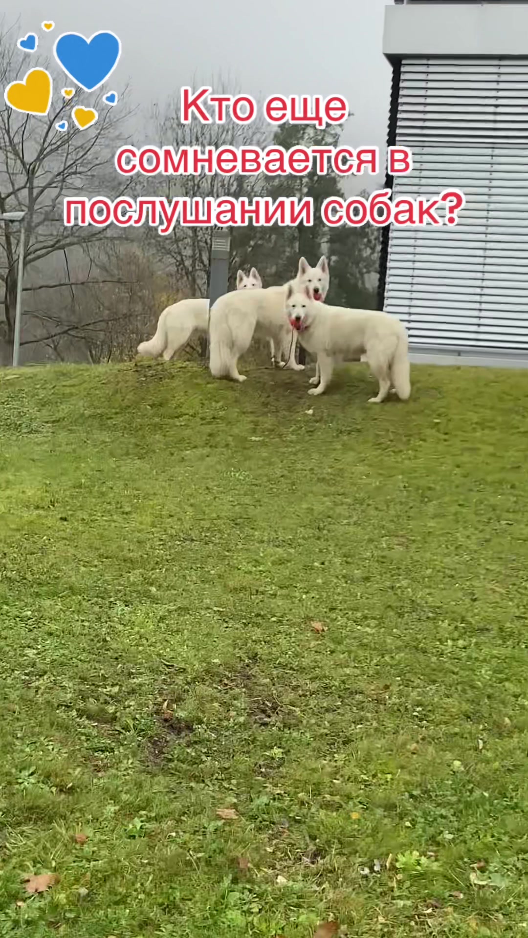 @white_ange_dog