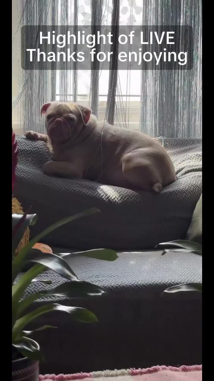 @pinkpugrufus