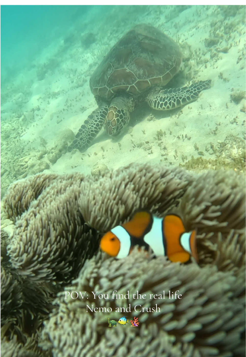 @Katie🏝️🐢🐠🐙