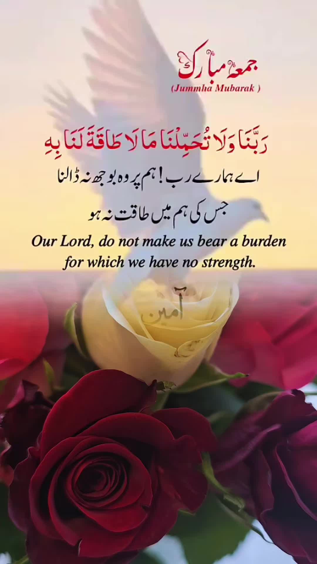 @🦋Aisha🦋
