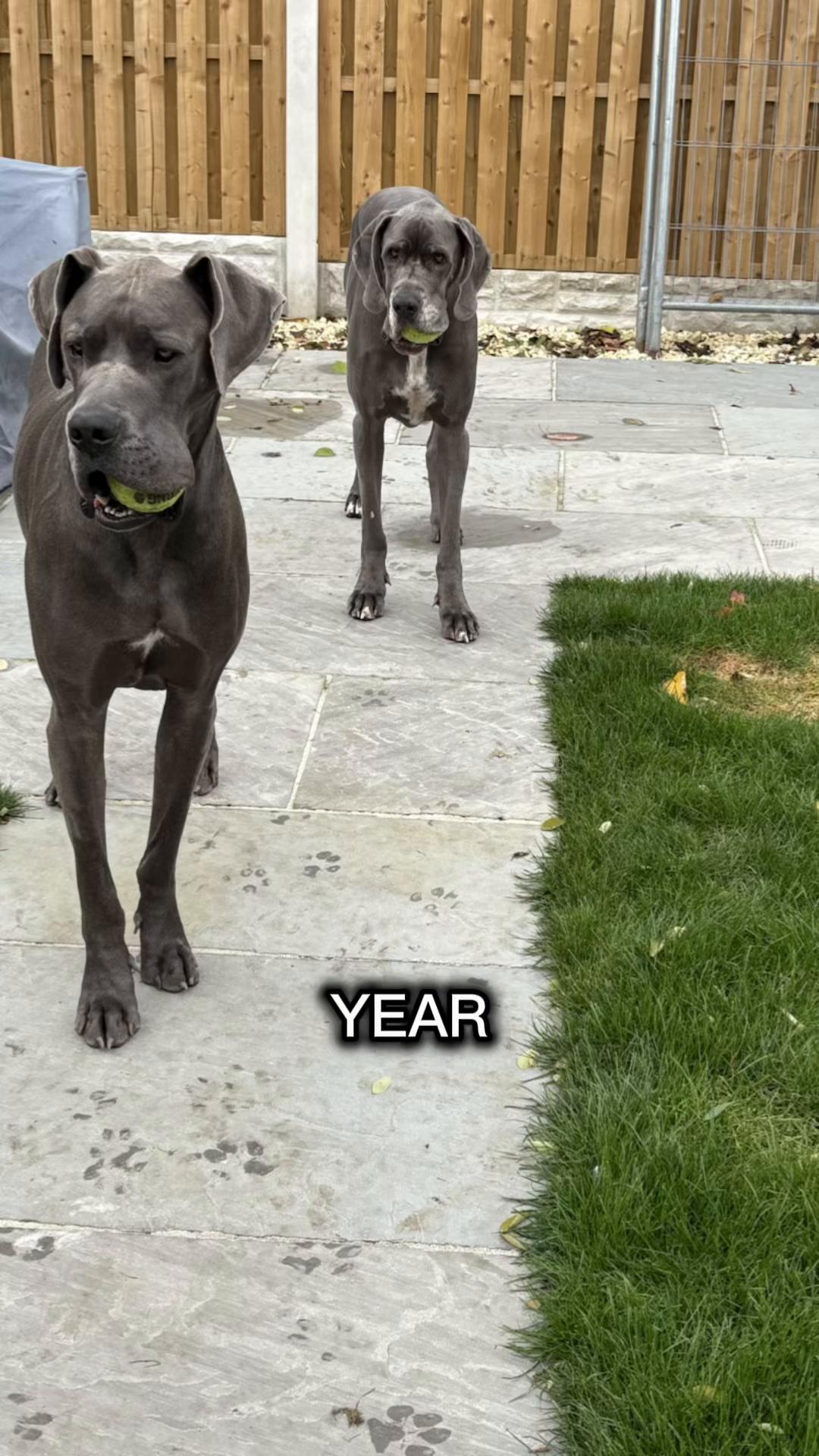 @Scoob and Blueberry