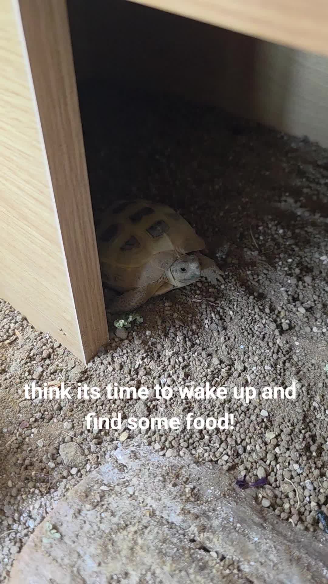 @speedy_the_tortoise