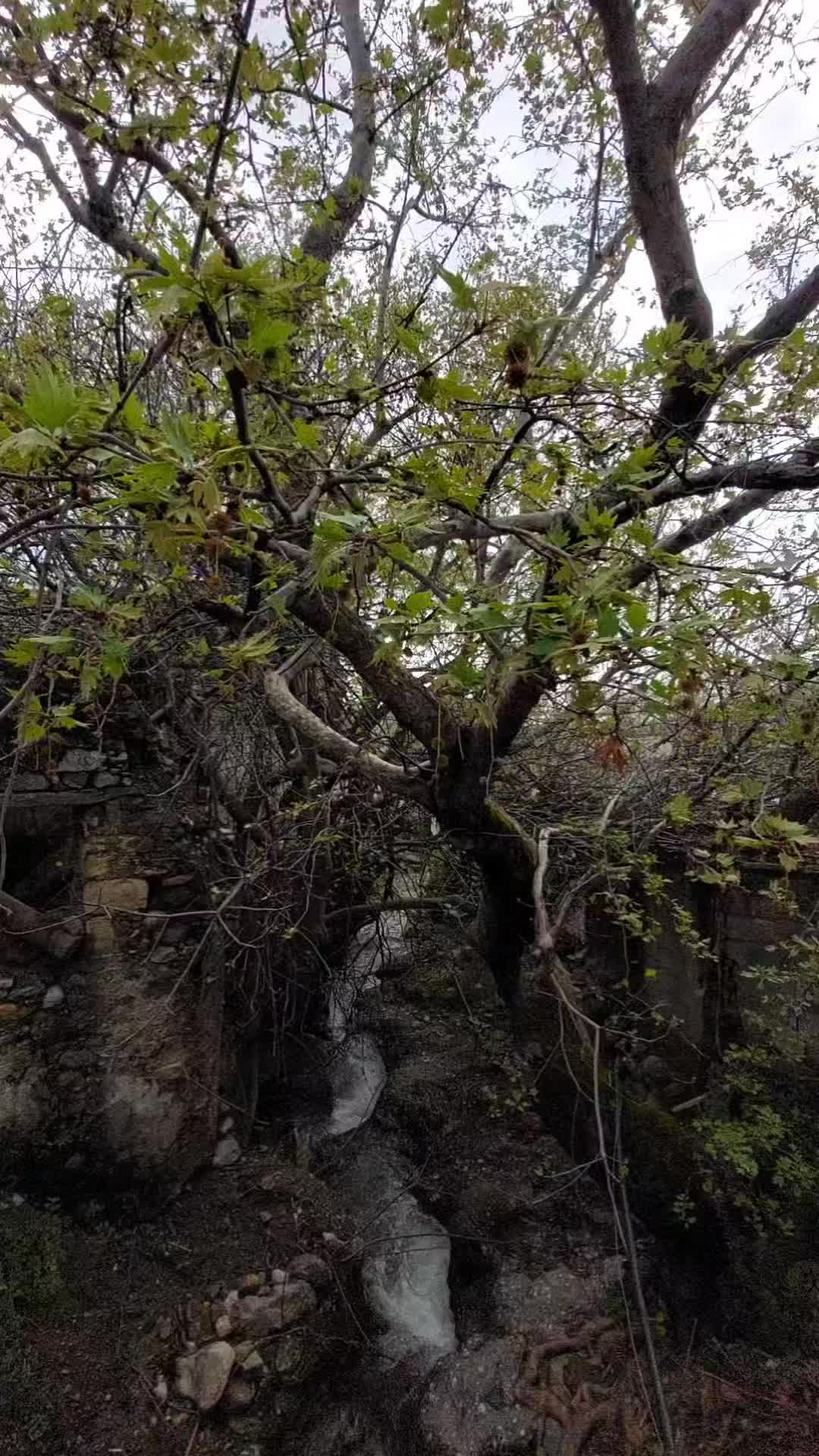 @Artemis_nature