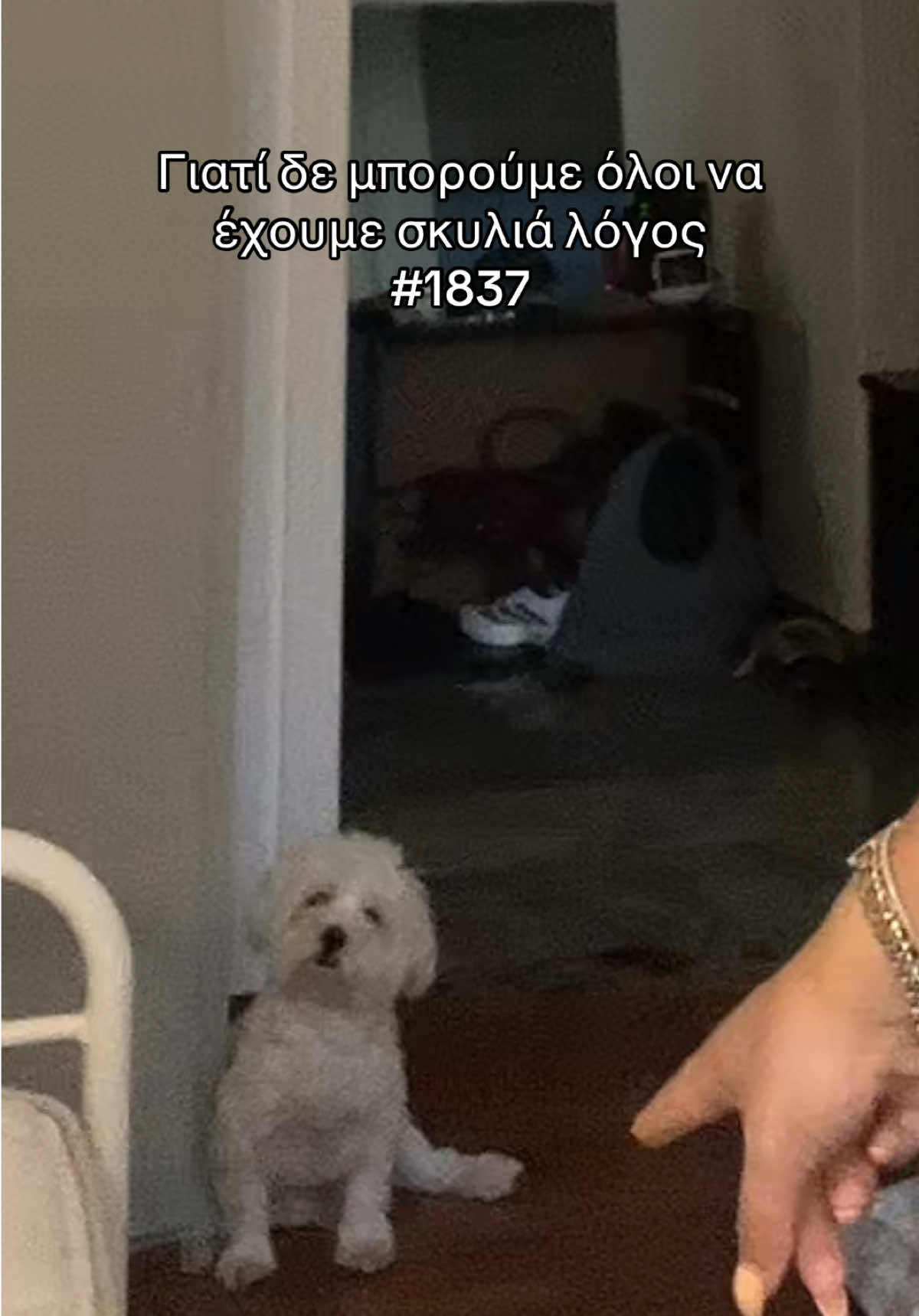 @bebelilh