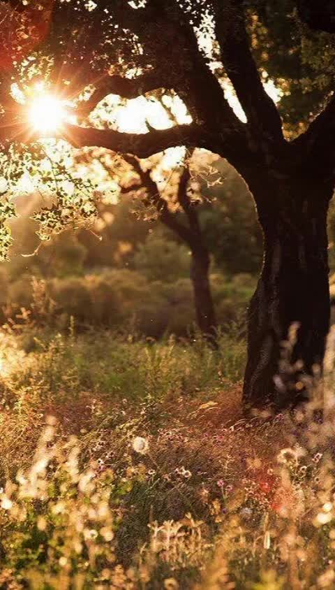 @midnightThoughts