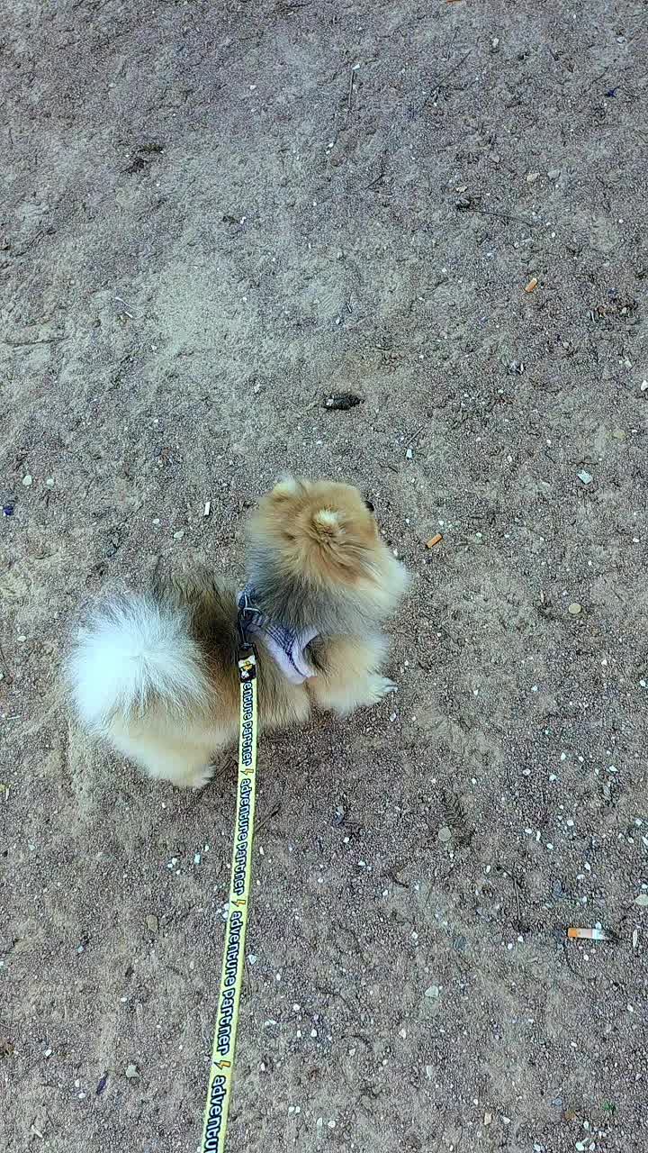 @baloo.the.pom