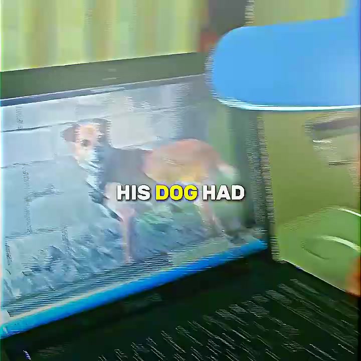 @𝙴𝚕𝚕𝚊𝚜𝚅𝚘𝚒𝚌𝚎 ⚡️