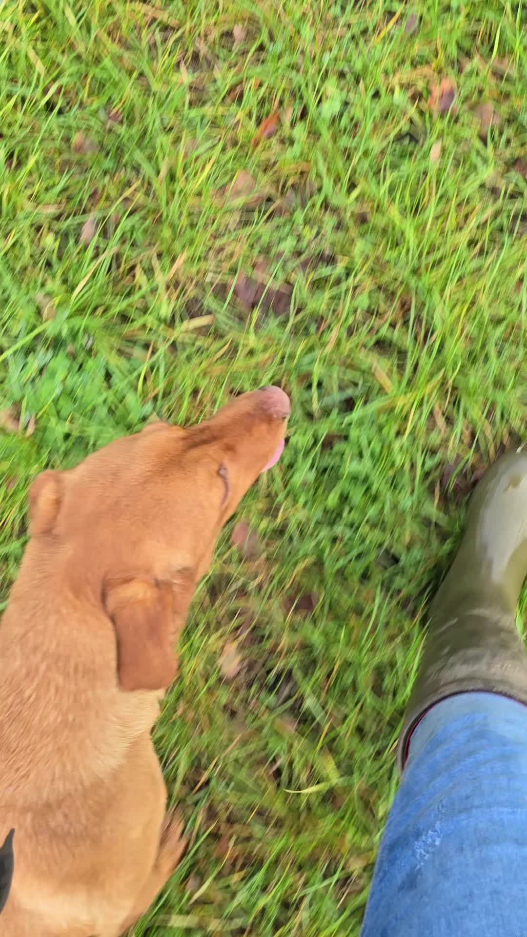 @MillHillGundogs