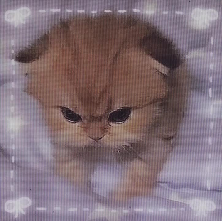 @Alina Cute cat