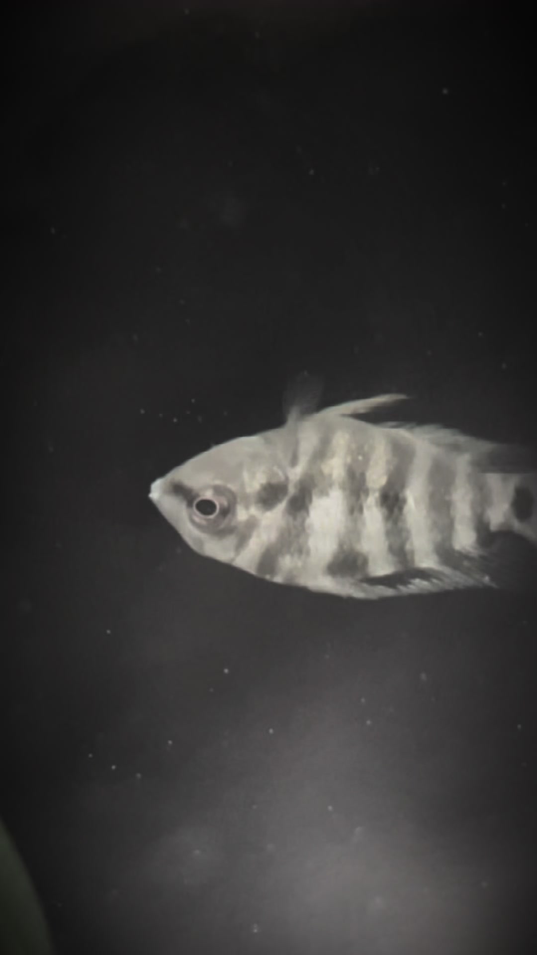 @CRBaquatics