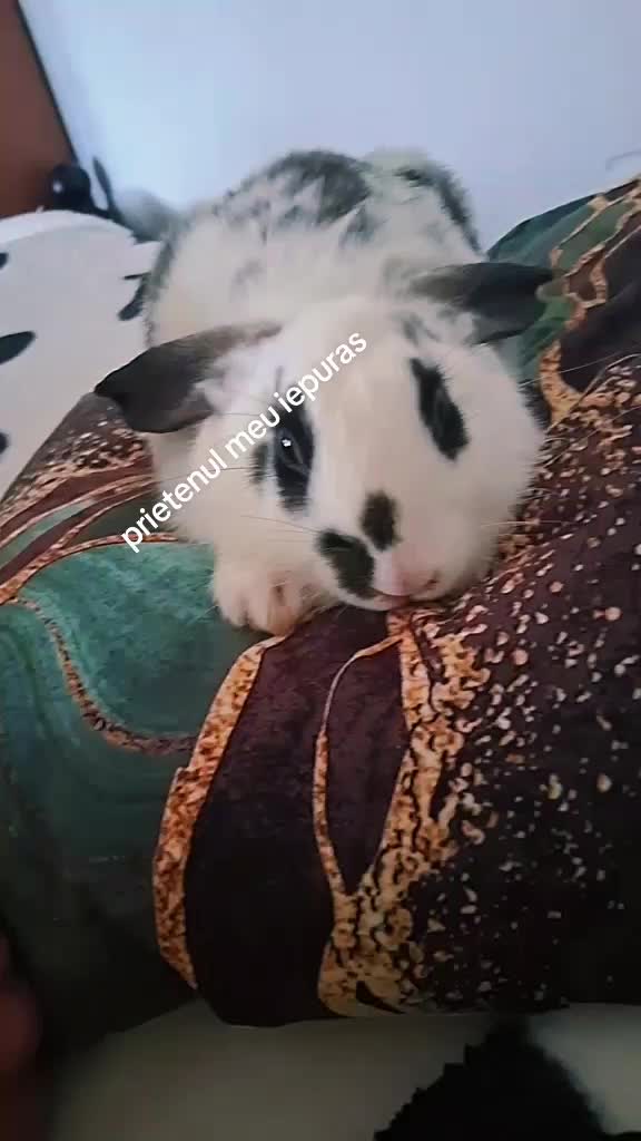 @Ștefania.Valentina6