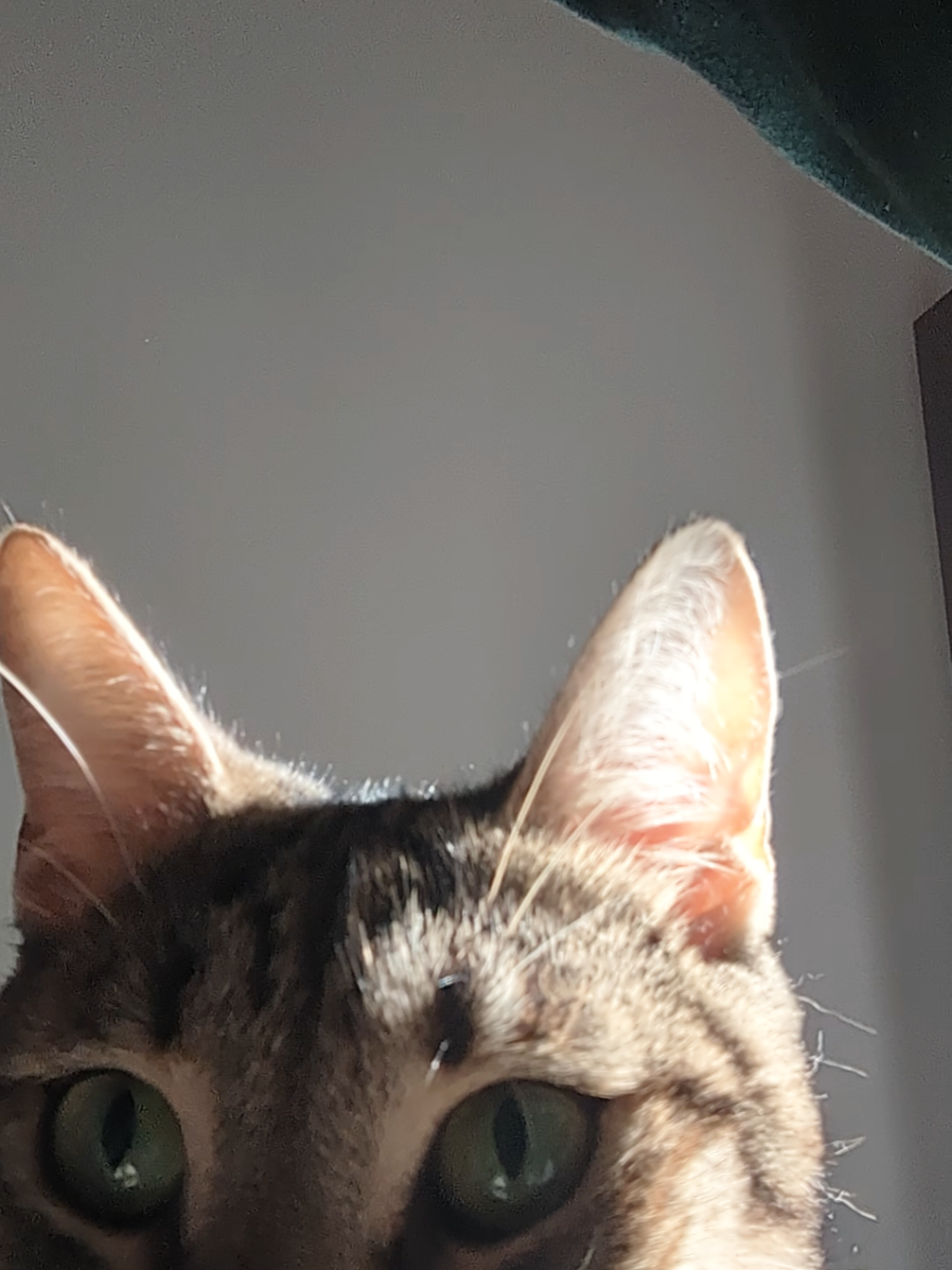 @Lello The Cat