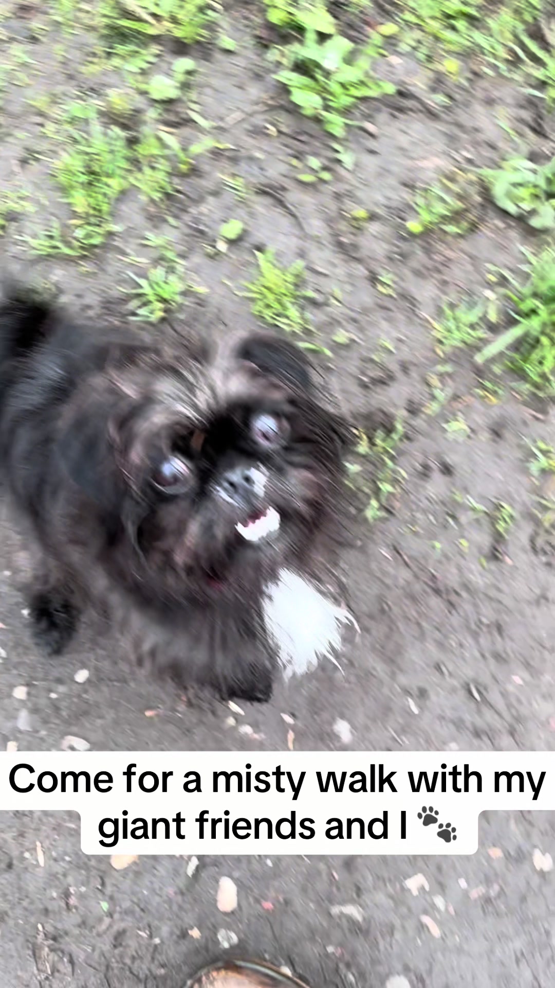 @GiddyAboutGoats