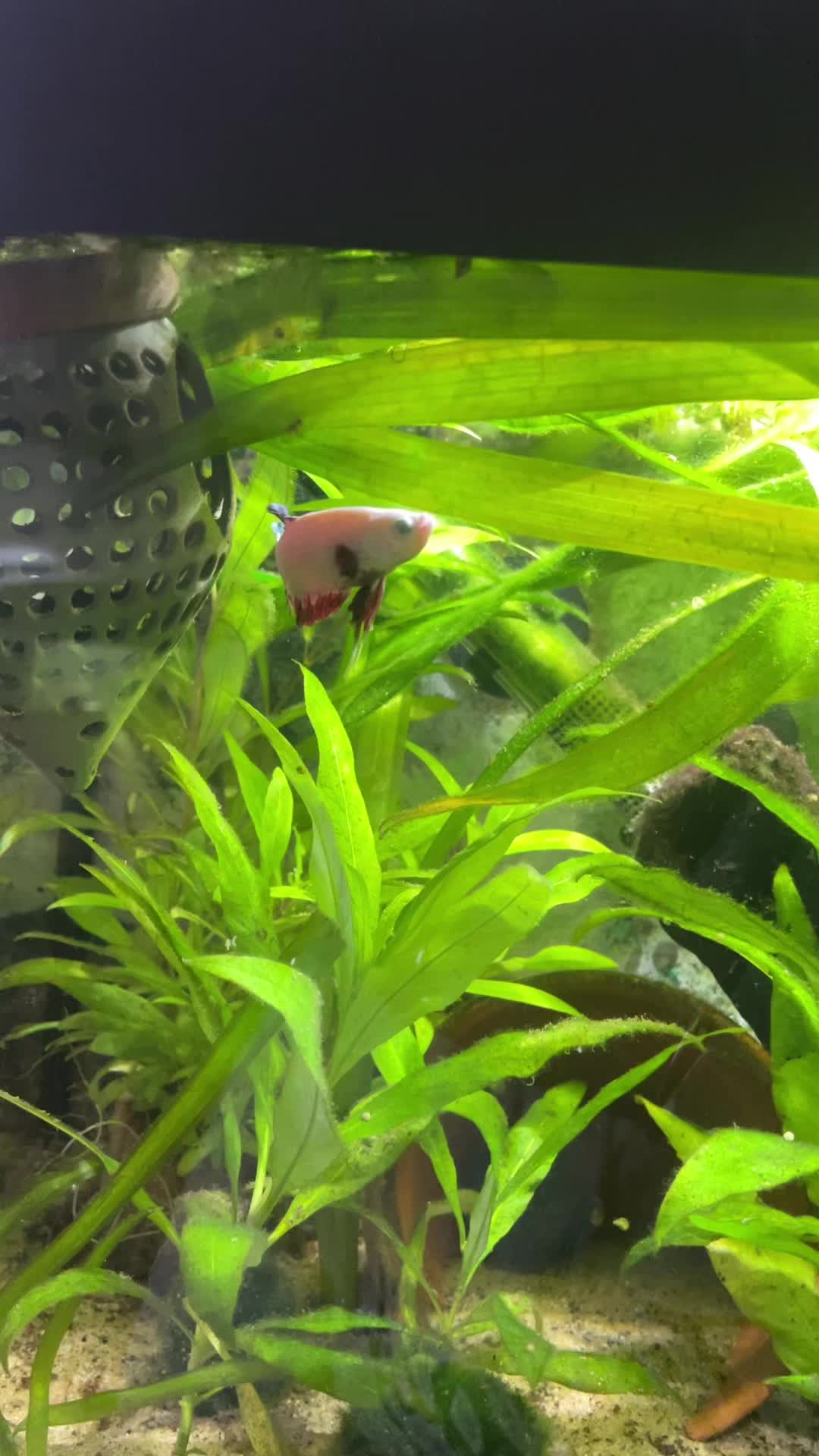 @💞Hunnie 🐝