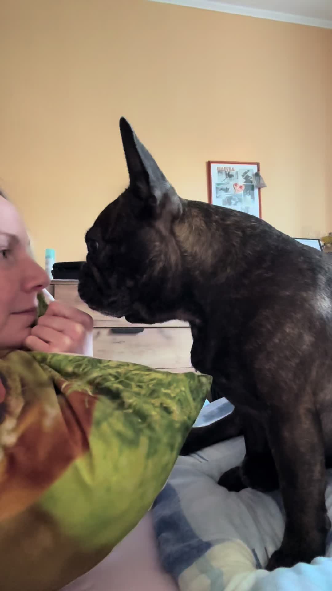 @Mia_french_bulldog