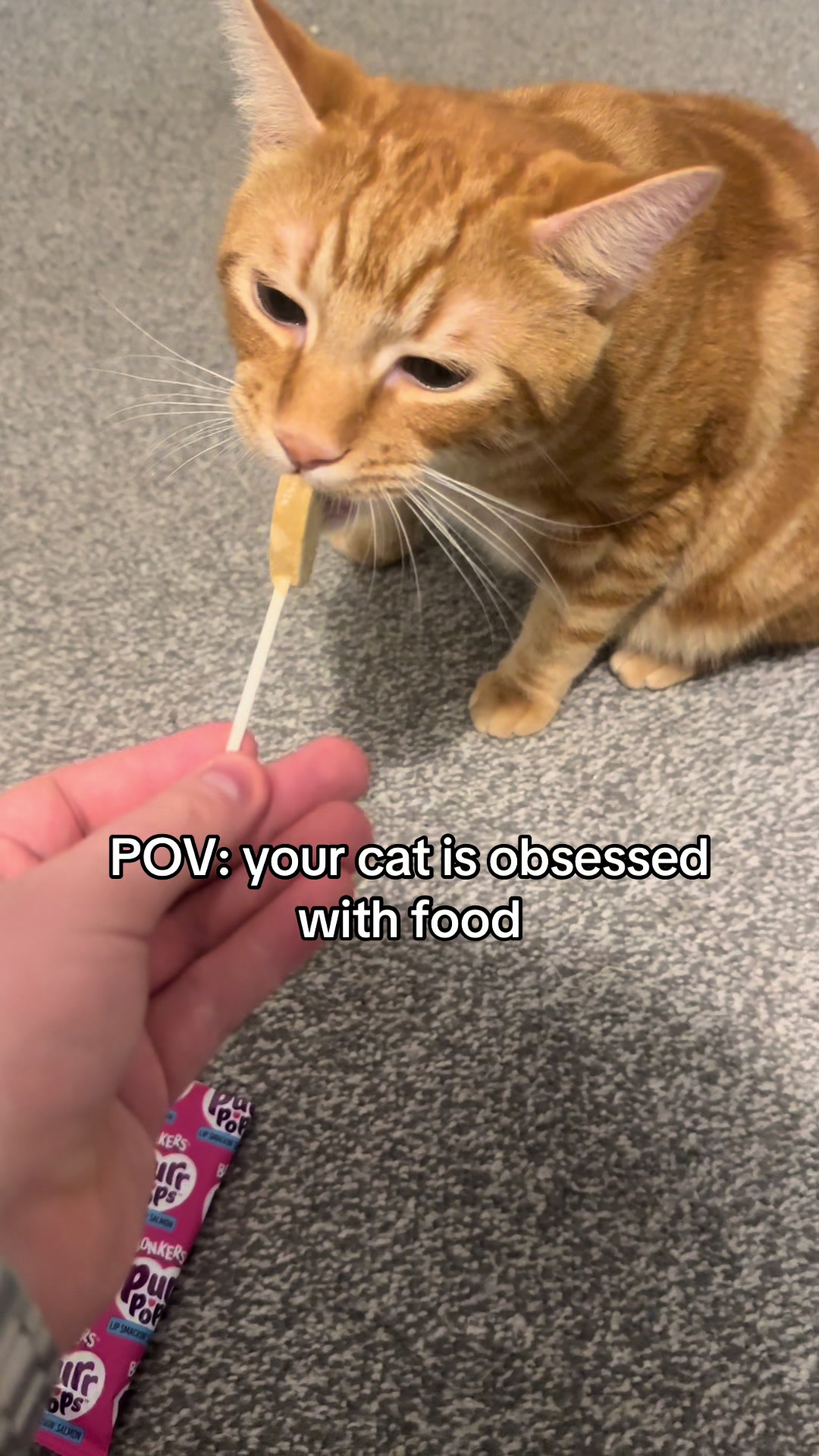 @Nacho&Bagel 🐈🐆