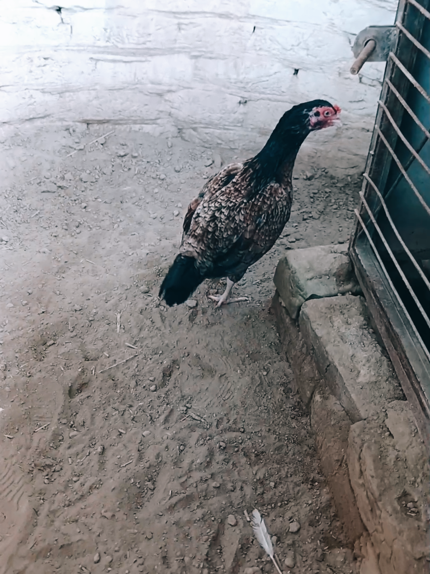 @Sajjad Aseel Farm