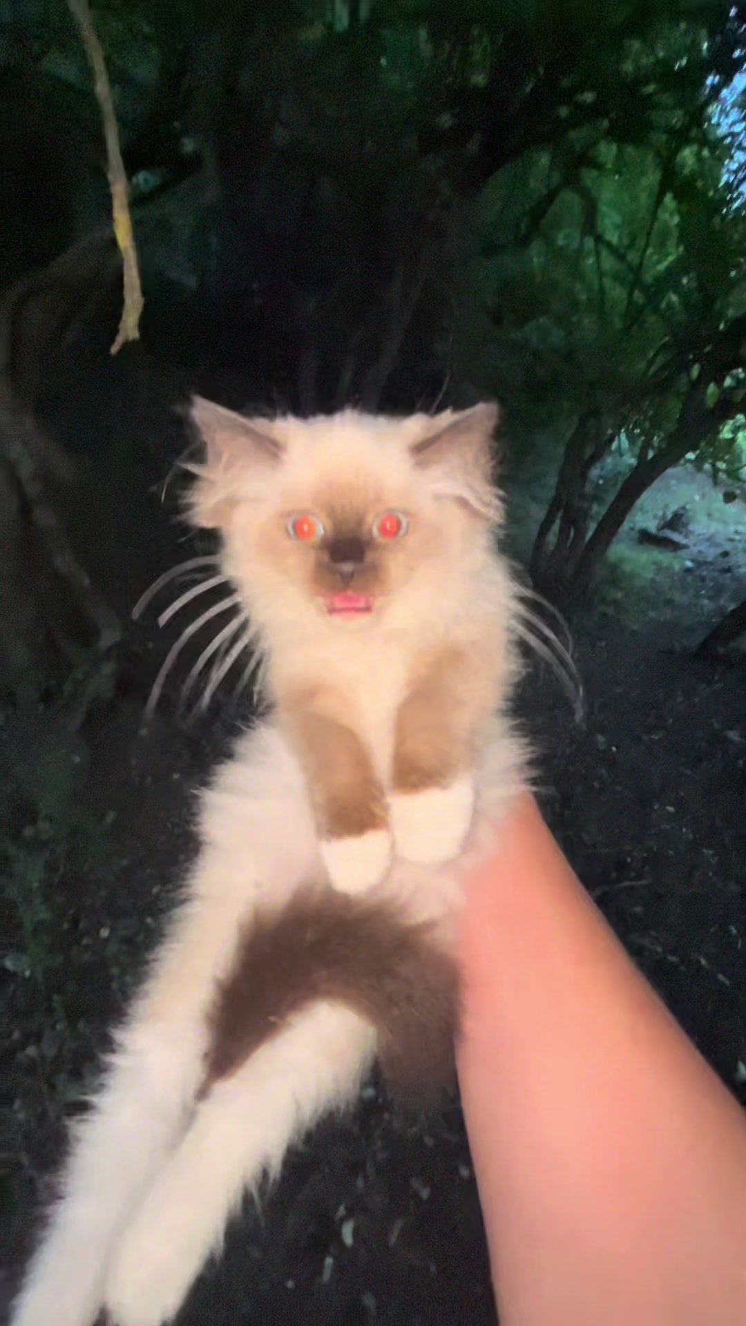 @Cute Ragdolls