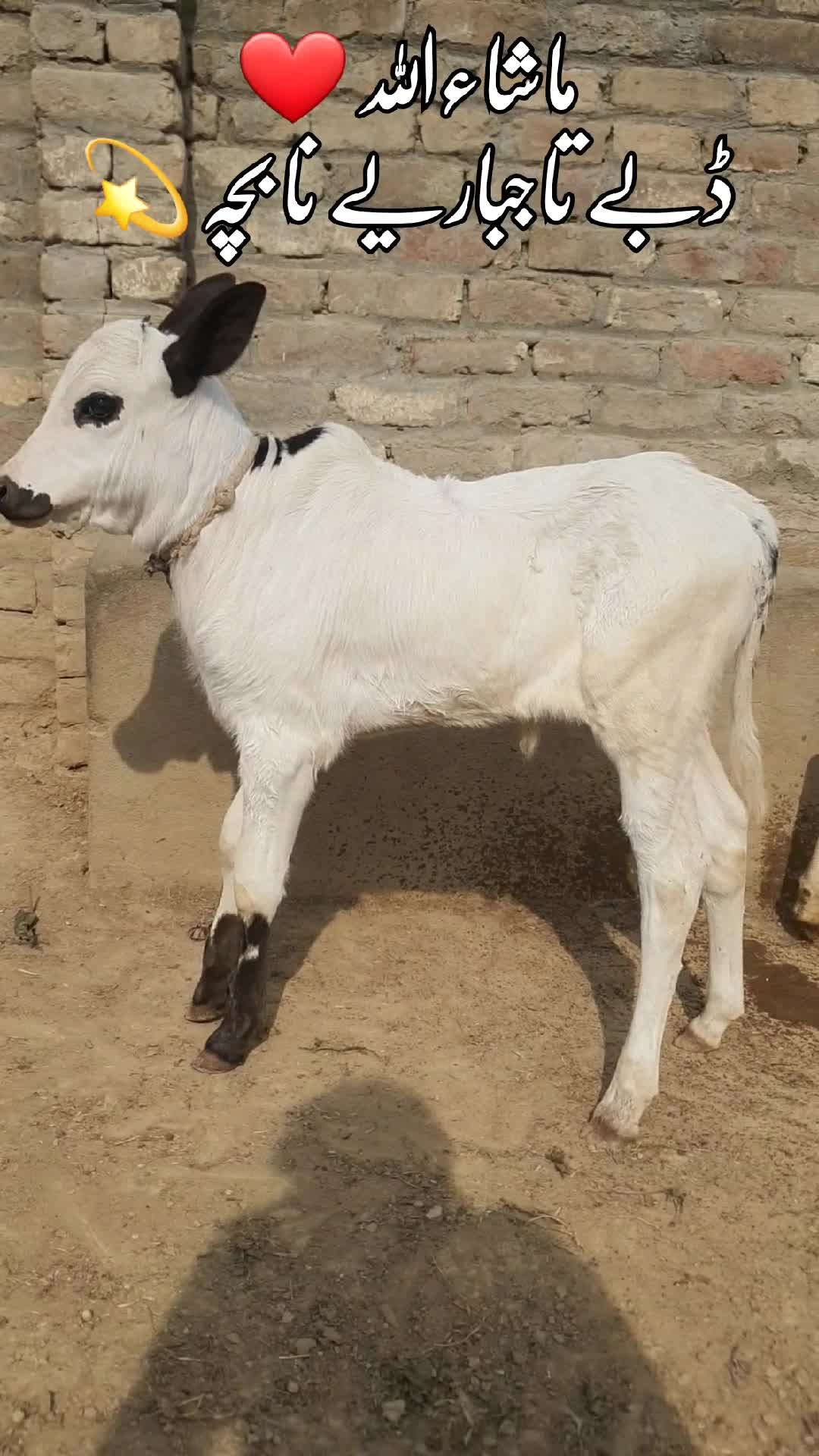 @Sardar Bilal