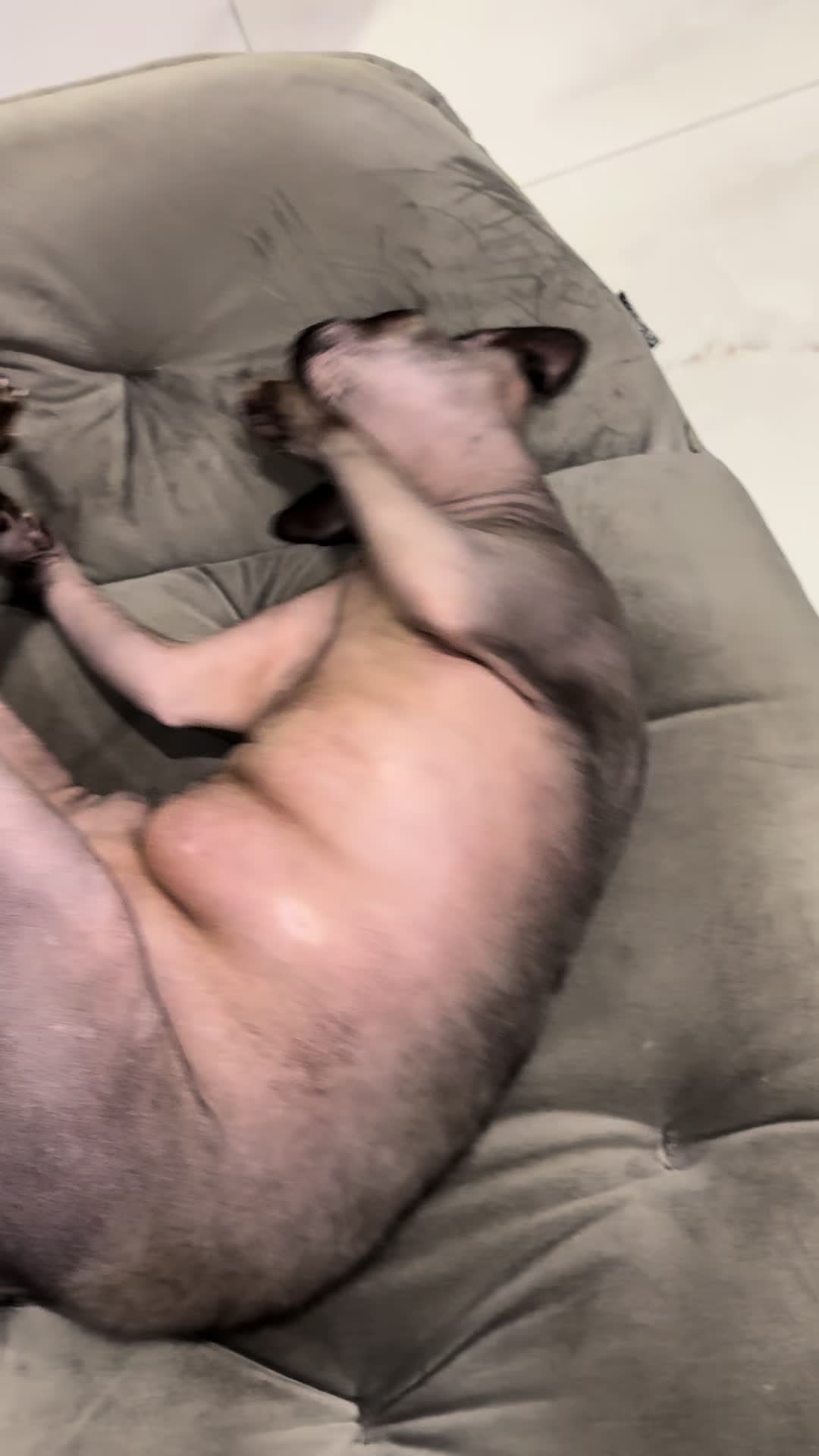 @sfinks_luna