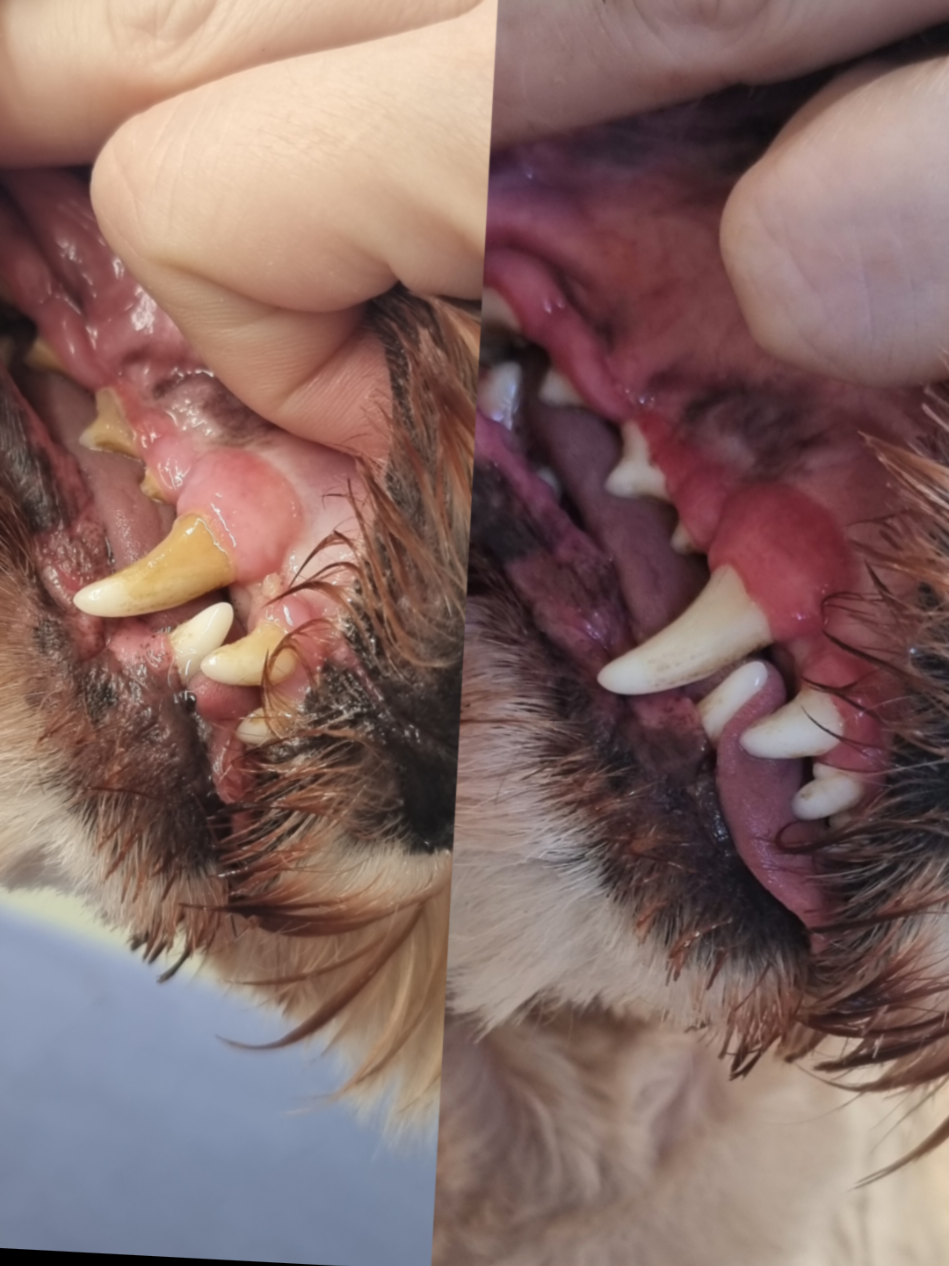 @PawsomeDogGroomingSouthOxhey