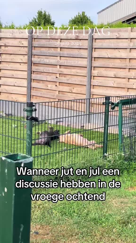 @bigdutchbullykennel