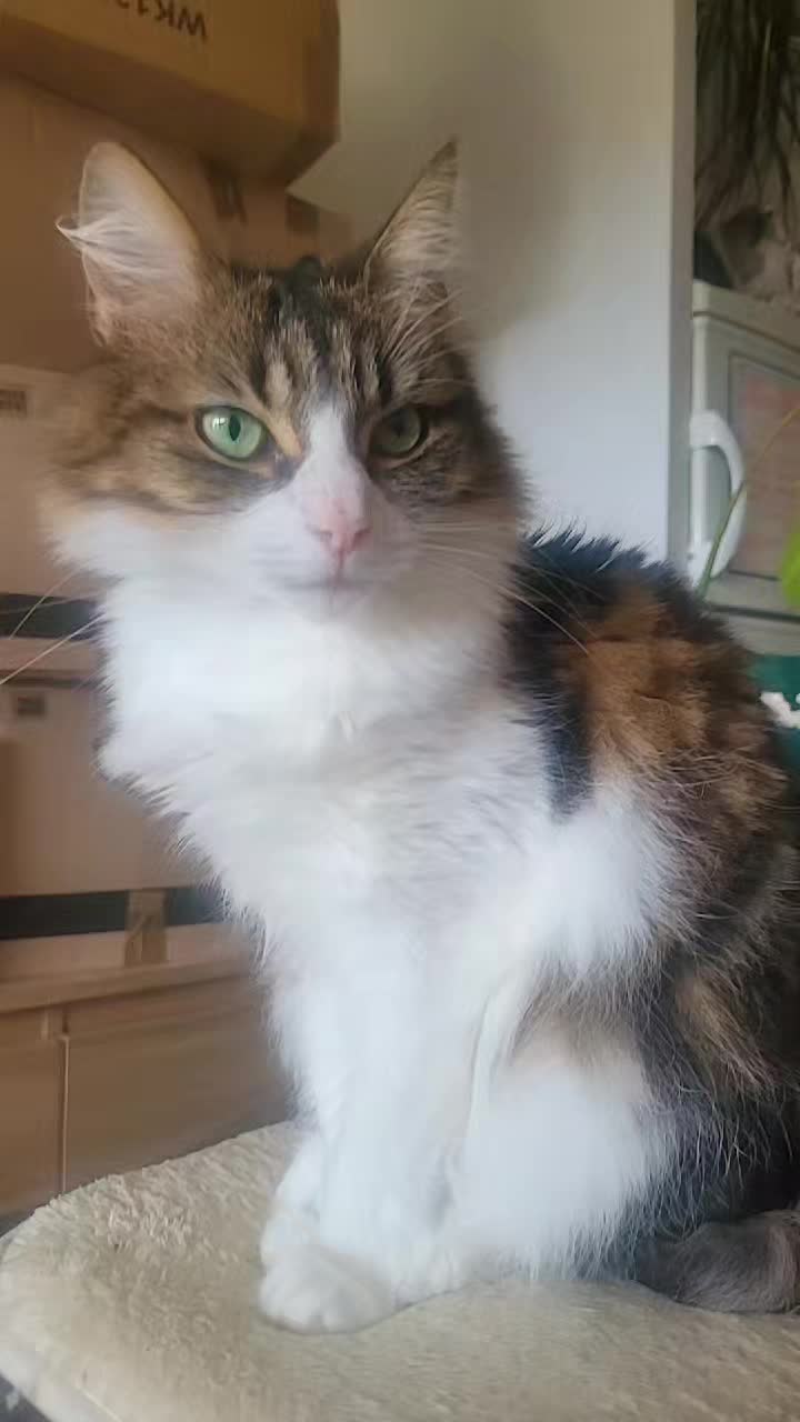 @☯🔸 ʟ☉ᴠɪᴀ🔸☯