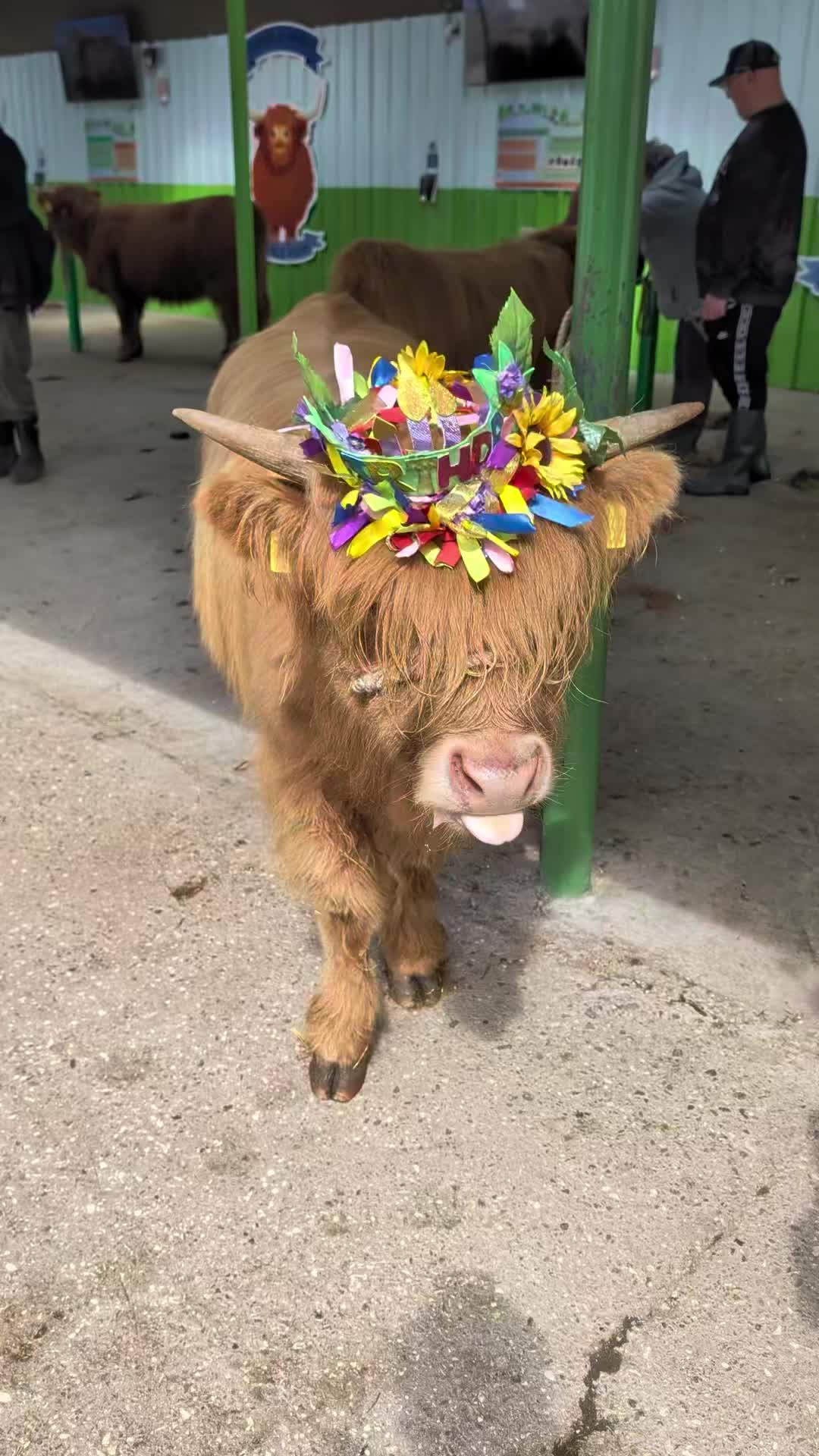 @Dumble Farm Highland Cows