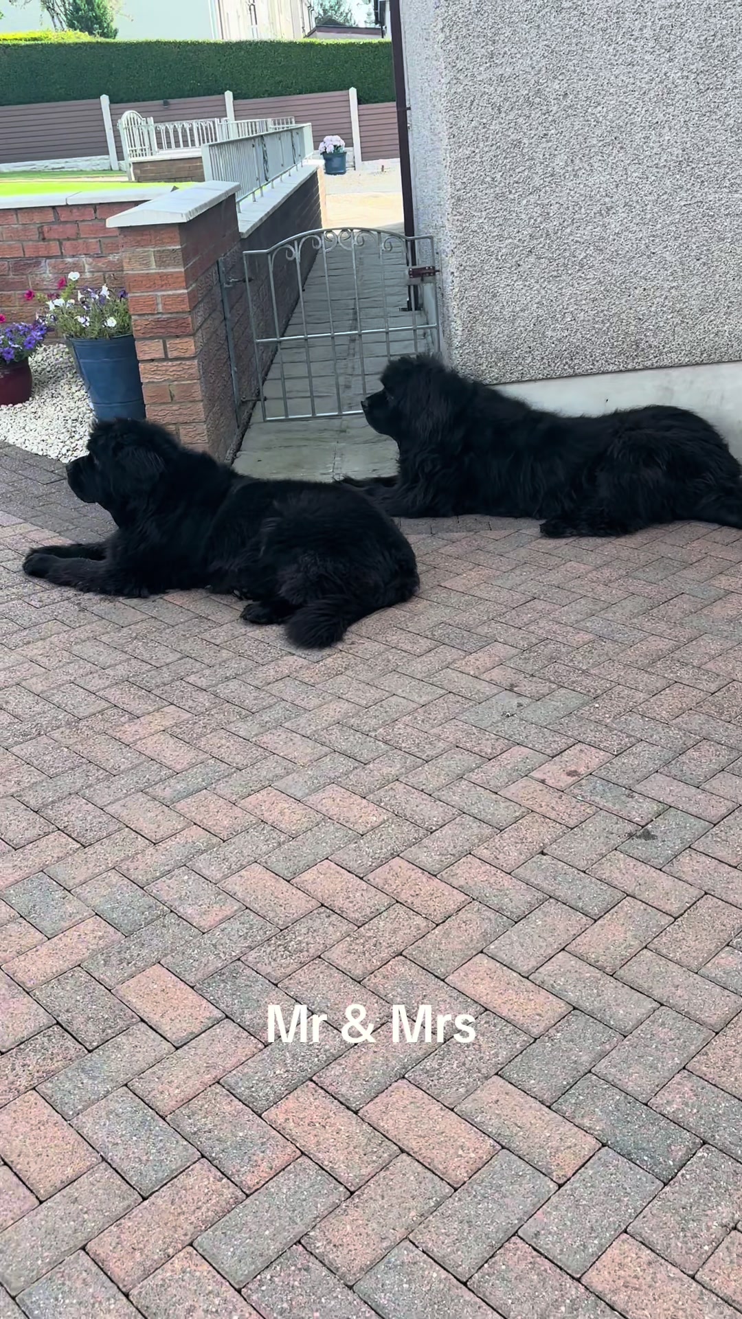 @Pablopoppypiperpoodle