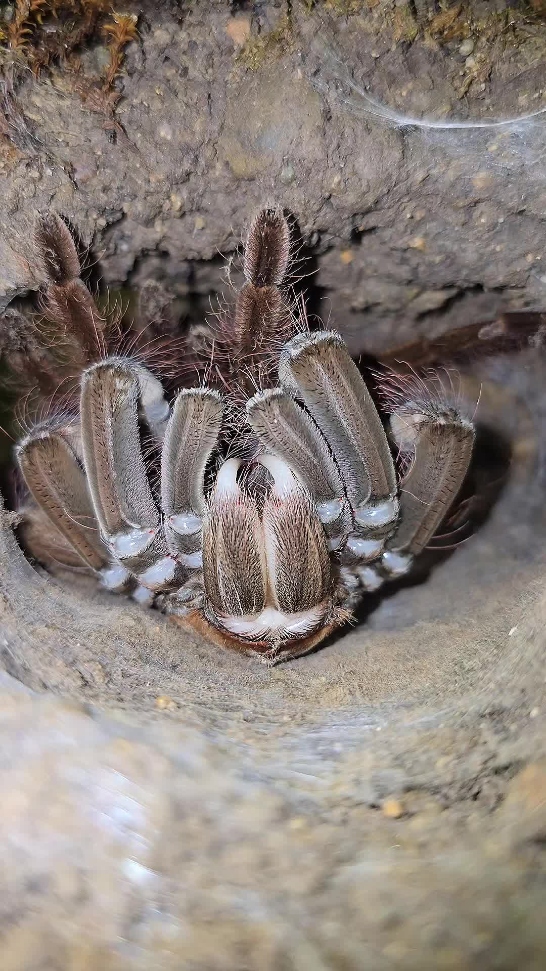 @BugZcave