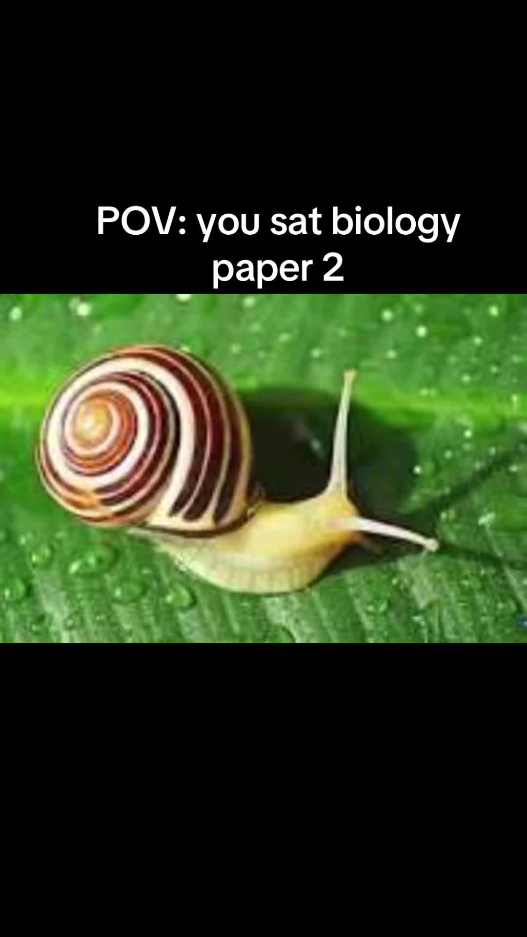 @Falcone